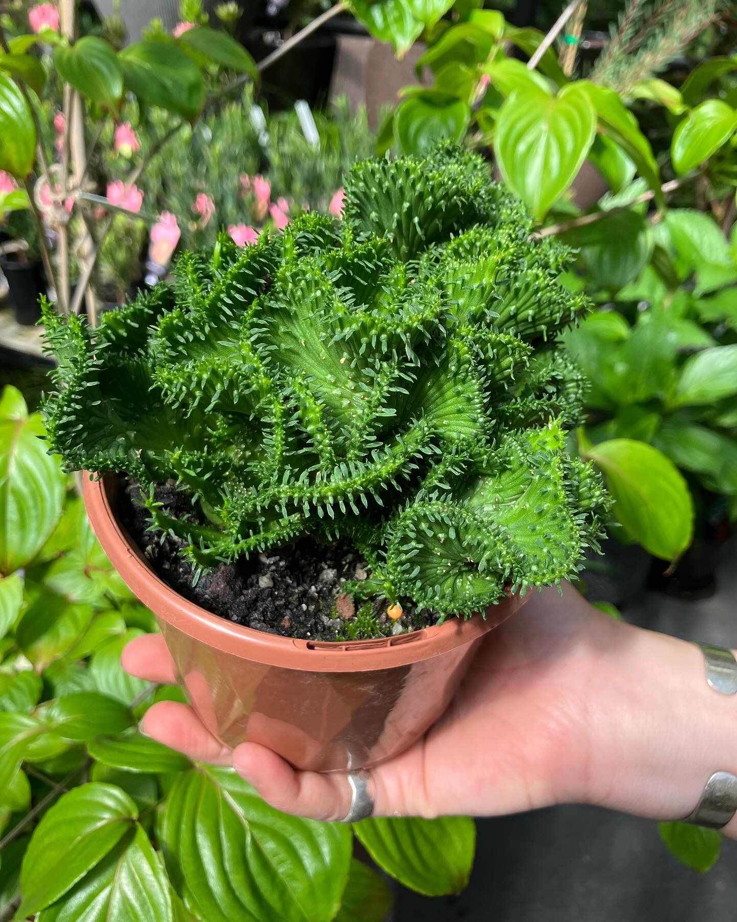 Succulents make great houseplants for the novice and the expert.
Easy to care for (bright light and water when dry), they come in a variety of amazing colours.
Perfect for the windowsill, desk as well as in pots in the garden they can add a bit of pizzazz to your home
#succulents #aeonium #euphorbia #agave #kalanchoe