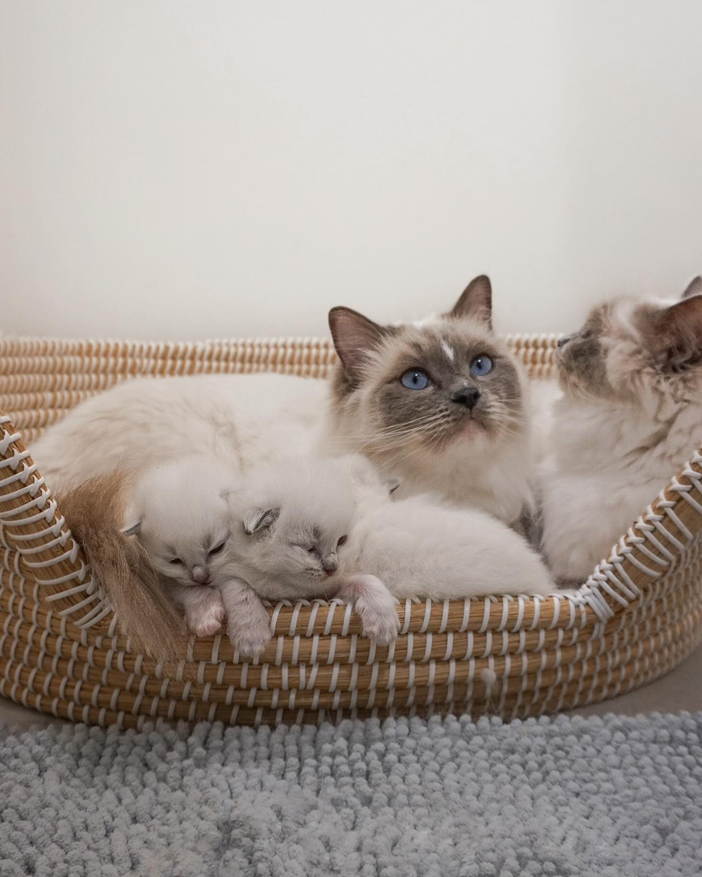 Day 12 for Nami’s kittens! Growing quick and their eyes are beginning to see the big great world. Auntie Ari’s doing such a good job helping out. Our two Queens share such a beautiful bond 🥰🐱
.
.
#ragdolls #ragdoll #cats #ragdollcat #catsofinstagram #ragdollsofinstagram #cat #ragdollworld #ragdollkitten #ragdollcats #ragdolllovers #catstagram #ragdolllove #catlife #ragdollcatsofinstagram #meow #kittens #ragdolloftheday #kitten #ragdollofinstagram #instacat #ragdollkittens #catoftheday #ragdollkitty #ragdollsofinsta #cute #of #ragdollcatlovers #catlovers #catlover