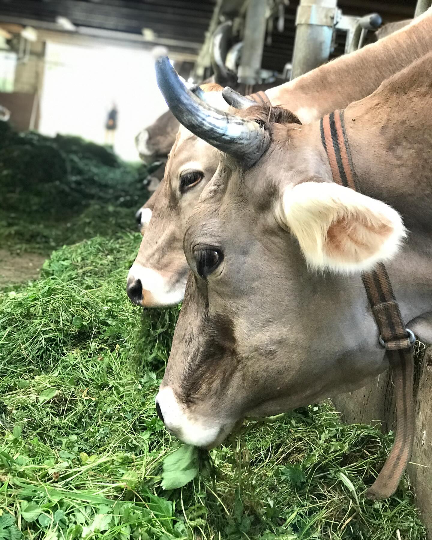 Unsere Kühe geniessen noch das letzte Gras von diesem Jahr. Die Tage werden kürzer und kälter. Wir rechnen noch mit ca. 2 Wochen frischem Gras, danach gibts dann Heu und Graswürfel vom Hof😋
Wusstet ihr, dass unsere Kühe zu 100% nur Futter von unserem Hof kriegen? Und kein Kraftfutter? Das macht die Milch so lecker und die Produktion so nachhaltig🐮
.
.
#hornkühe #braunvieh #originalbraunvieh #futtervomhof #heumilch #natürlich