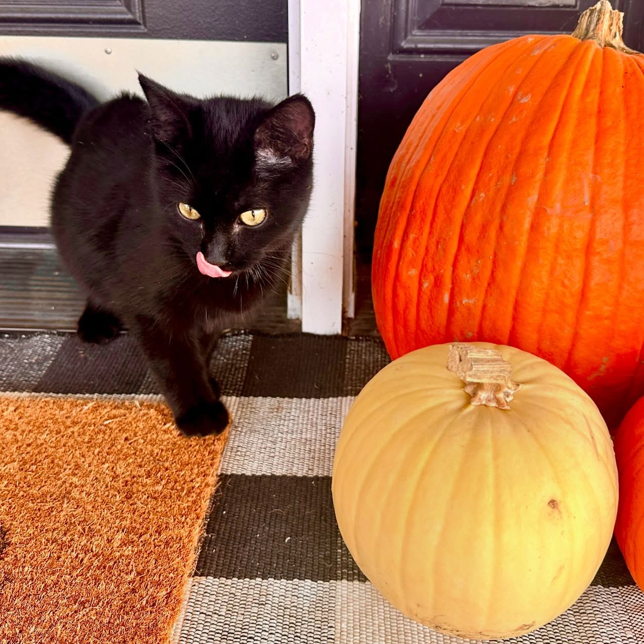 It’s feeling extra Halloweenish around here on #nationalcatday 🐈⬛