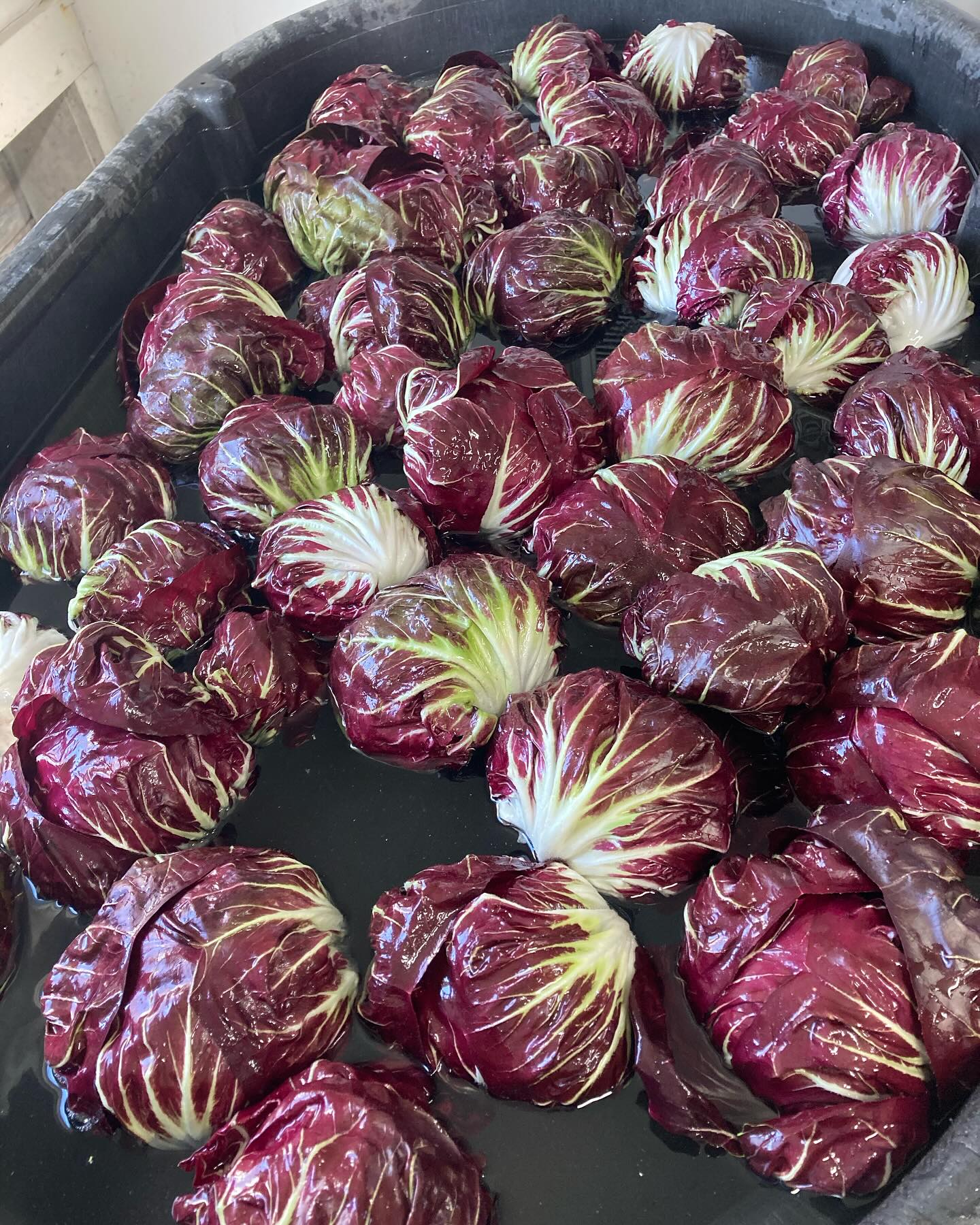 We are bobbing for radicchio on this unseasonably warm Halloween day! (High of 78F)
Are you (somehow) not a radicchio convert yet? Give this mildly bitter green a try! You might need to give your taste buds a couple of try’s to acquire the taste; don’t shy away from the first bitter taste (a recent convert told me). It is great raw in a salad or roasted paired with an acid like balsamic vinegar or citrus and a fat like olive oil. But after a while you are just going to crave it all by itself, all the time…
WFF Radicchio can be found:
Wholesale and Veggie-Go on @nh3rfa
At the first @seacoasteatlocal winter farmers market next Saturday, November 9 at the Stratham Cooperative Middle School 10-2.
Fall Veggies Box CSA members- in your boxes next week with some of my favorite recipes!
DM me for orders picked up at the farm in Kingston
#bitterisbetter #organicradicchio #radicchiochioggia #nhagriculture #radicchioobsessed