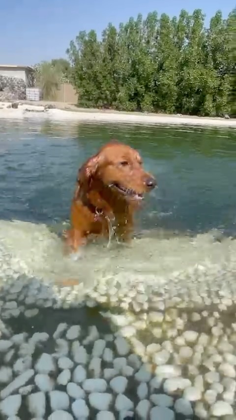 We can bet you all our doggie treats, that our Friday was better than yours 🩵
Twice a week we take the pups out for a wonderful field trip to BarkPark 🌳💦 and it is always such a blast!
Thank you for a wonderful first outing Aunty Jan and @barkparkdubai crew, see you next week! 🩵
Who is coming next week?
#dubaidogs #dogsindubai #dubai #mydubai #dogs #nyc #hellofromspot #boarding #grooming #welovedogs #dogsofdubai #dubaidog #doggieboarding #doggiedaycare #doggieboarding #dogdaycare #dogdays #uaedogs #dxbdogs #everydayawesome
