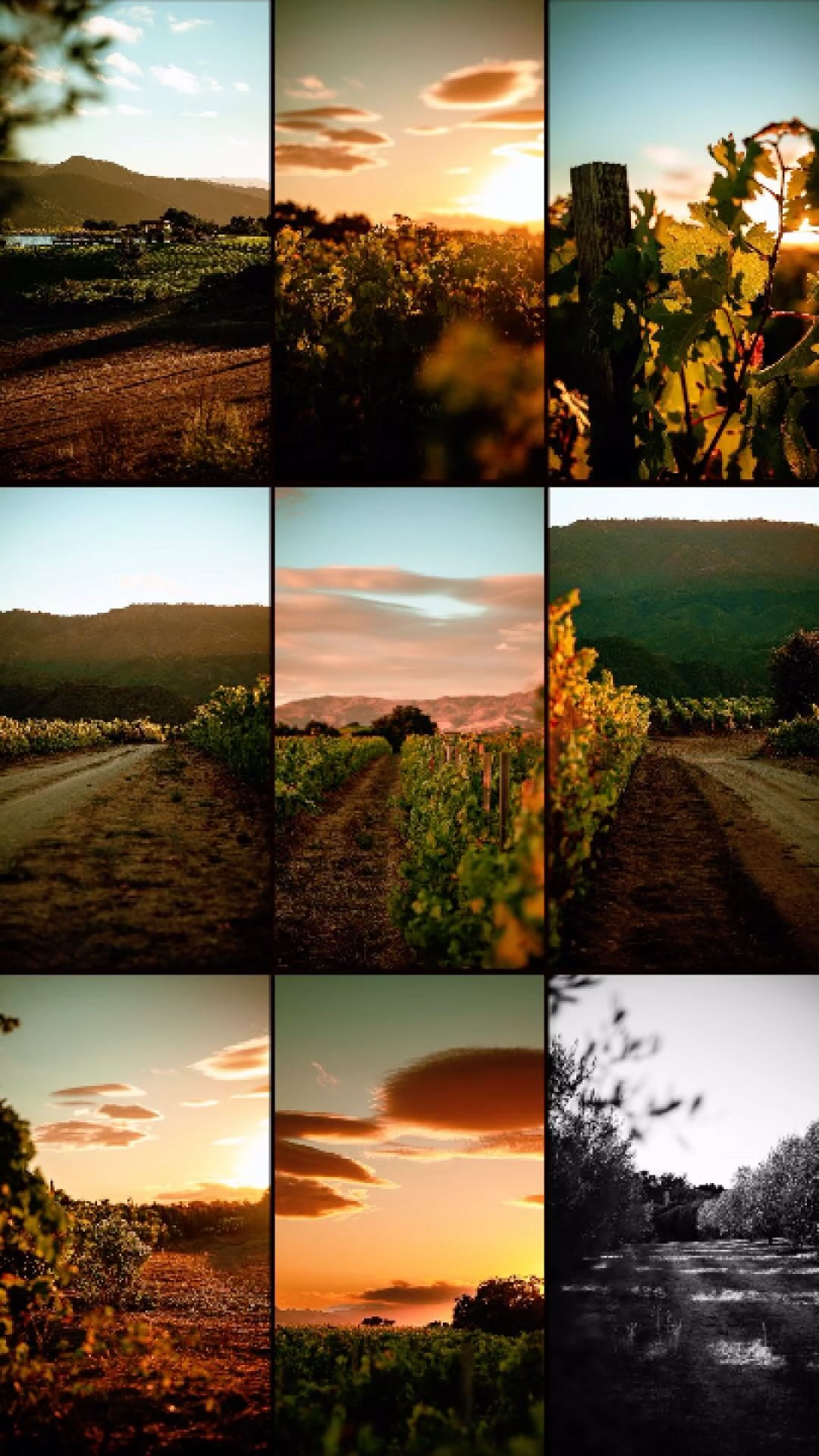 Fall at Grimm’s Bluff is a season that captivates the senses.
As the hustle of harvest comes to an end, the estate transitions into a tranquil, golden landscape. The vines, now resting after their season’s work, are draped in deep reds and warm yellows, creating a breathtaking view that stretches across the rolling hills.
Cooler mornings bring a crispness to the air, while the afternoon light bathes the ranch in a soft, amber glow. As they scatter their leaves, the rich tapestry of fall colors will blanket the property. It’s a time to enjoy the stillness, take a stroll down the quiet paths, and appreciate the changing season.
Fall at Grimm’s Bluff is more than just a visual spectacle—it’s a reminder of the beauty in transition, a season that invites you to pause, reflect, and embrace the calm after the bustle.
#grimmsbluff #fallvibes #ranchlife #santaynez #autumnmagic #vineyardviews