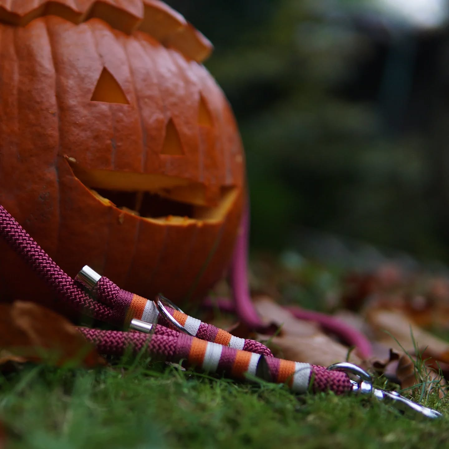 Diese handgefertigte Leine bringt Style in jedes Abenteuer- ob in der Dunkelheit oder bei Tag. Perfekt für alle Zwei- und Vierbeiner, die bereit sind, die schaurige Nacht unsicher zu machen! 🐕🍂🎃
#happyhalloween #halloween2024 #hundeacessoires #hundeartikel #stylischehundeleine #tauleinen #Hundezubehör #wunschleinen