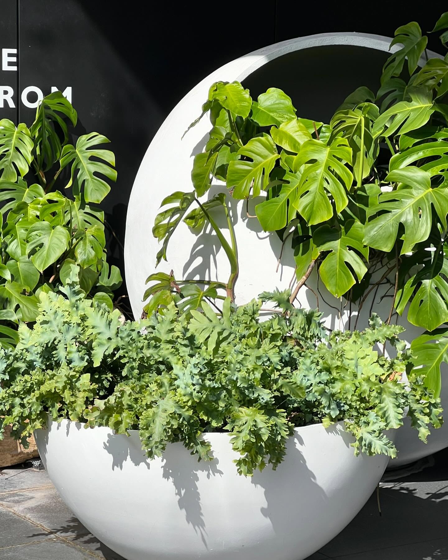 The power of well selected large scale pots #gardensculpture #potsandplants #urbanlandscape