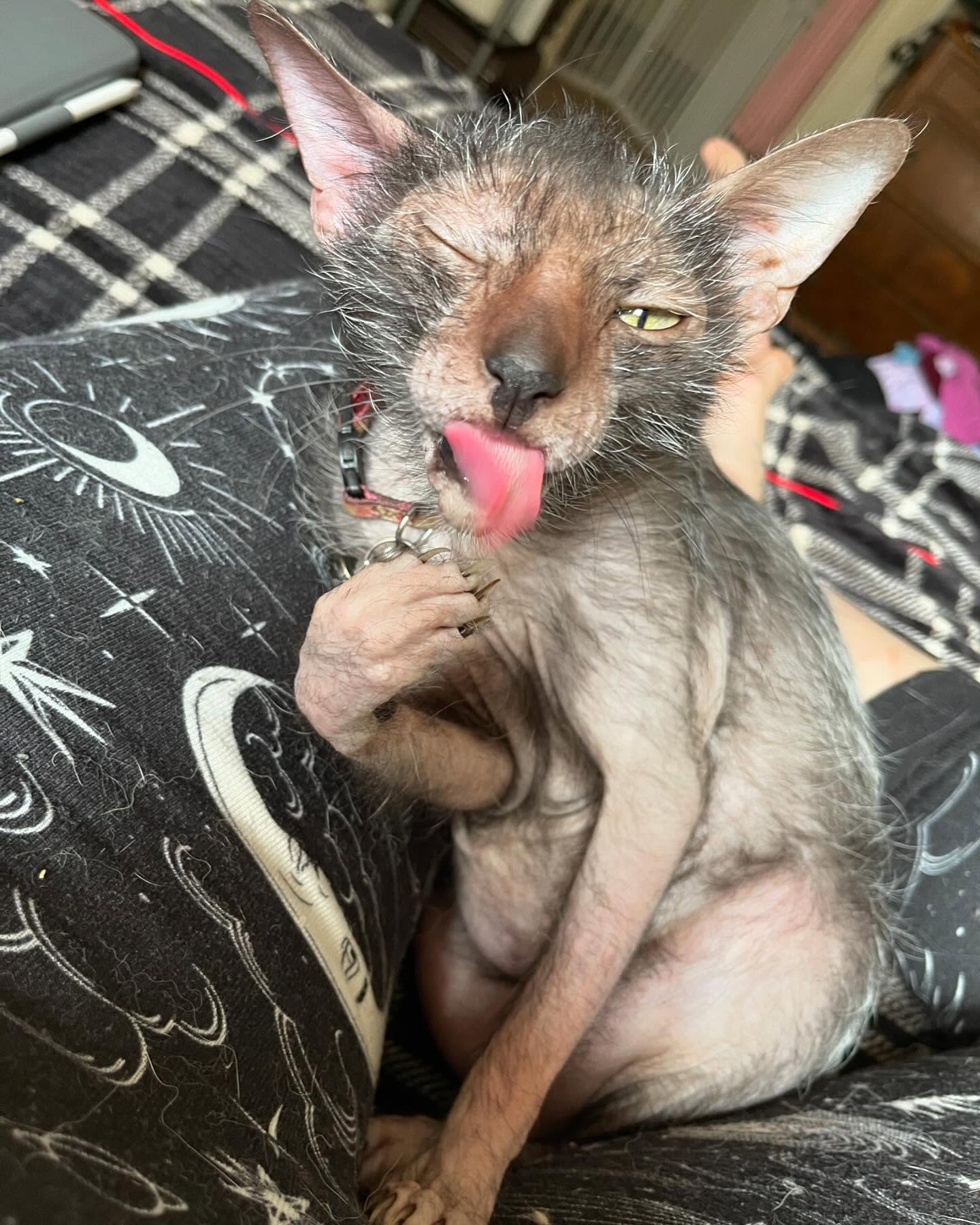 •*~•*~•* ABSOLUTE • BEAUTY • QUEEN *•~*•~*•💕✨⭐️✨⭐️🌟❤️💕💜💖
#lykoi #cats #uglycat #catsofinstagram #catsofig #catoftheday #sphynx #exoticcat #exotic #kitten #catlife #catlover #cat #catlove #weirdcats #beautifulcat #prettykitty #influencerstyle #availableformodeling #modeling #pets #petoftheday #denimjacket #goth #punk #punkcat #gothcat #werewolfcat #hardcore #roan