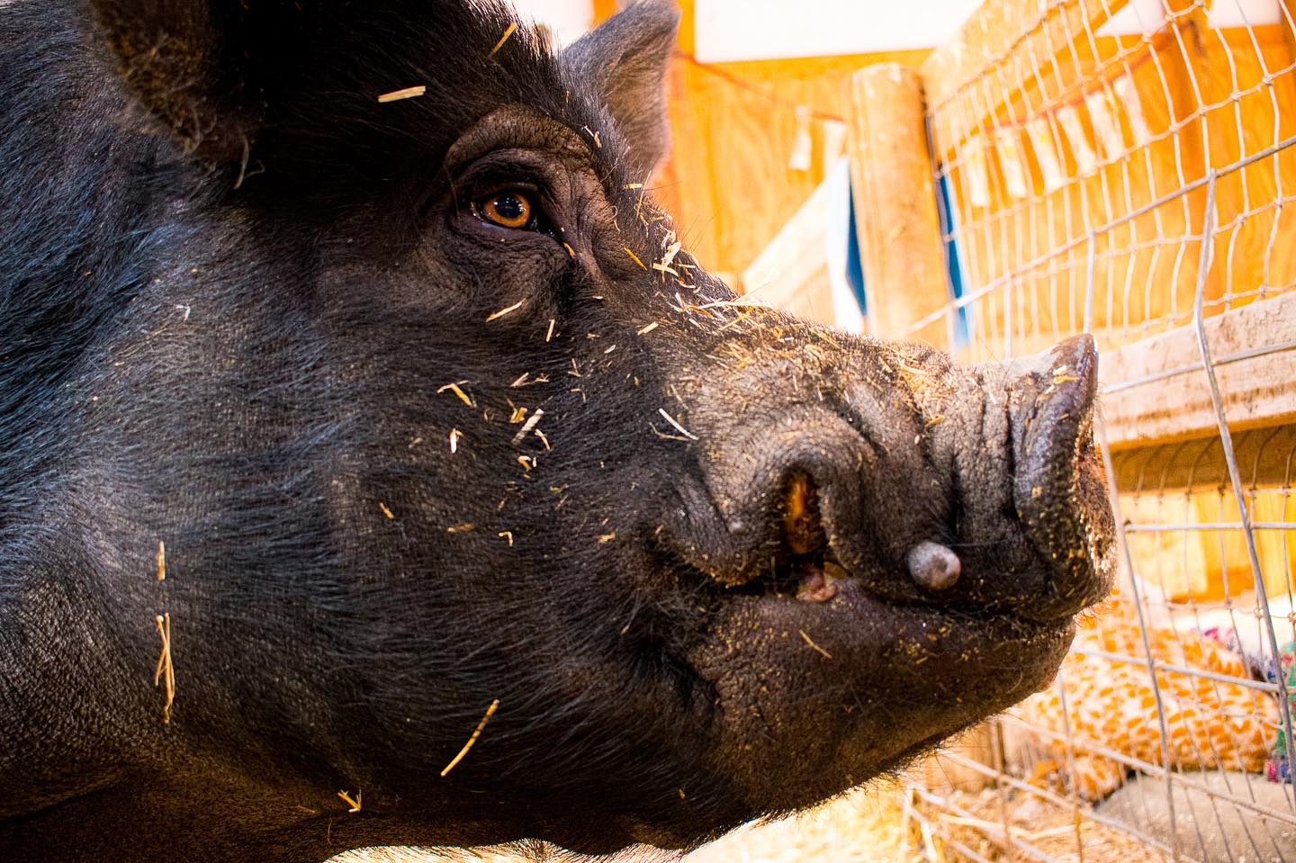 Last month, I attended a nature-focused film festival here in Colorado and had a thoughtful conversation with one of the organizers. We talked about the importance of storytelling and animal advocacy, and the need for more of this work in the region. He then shared that earlier in the week, he had slaughtered a pig he had helped raise on a local farm, saying something along the lines of, “It was incredible to see this animal through to the end of their life cycle.”
I felt that familiar fire inside me begin to burn.
Taking a breath and a moment, I replied, “Well, you didn’t actually see them to the end of their life cycle.” He acknowledged my comment, and we continued the conversation. It was clear that we had different perspectives, yet we were able to speak openly with each other. I don’t know if what I shared with him will have any effect, and ultimately, it doesn’t matter. I planted a seed for this lifetime or the next.
In these moments, I remind myself to let go of attachment to the outcome of my words, though it feels important to say something. I remember Karen Davis, the founder of United Poultry Concerns, saying, “Don’t ever feel bad for speaking up for the animals.” And I don’t. However, over time, I’m learning that there are ways of speaking up that close off potential conversations, and ways that keep them open. There are also people with whom I choose not to engage, and that’s alright. As advocates, practicing discernment is an essential skill.
This is Felix, who lives at @luvinarms 🧡 He could have ended up at the slaughterhouse, but thanks to a campaign to send him to sanctuary back in 2015, he now spends his days doing pig things and hanging out with his friends. Here, in a place founded on the practice of ahimsā, the vow not to harm, he’ll live out his actual life cycle. Yes, he gets muddy, covered in hay, and his teeth are intense—but look at that eye. The intelligence, the awareness, is undeniable.
✨🖤✨
#whatifwesawthem #ahimsa #farmsanctuary