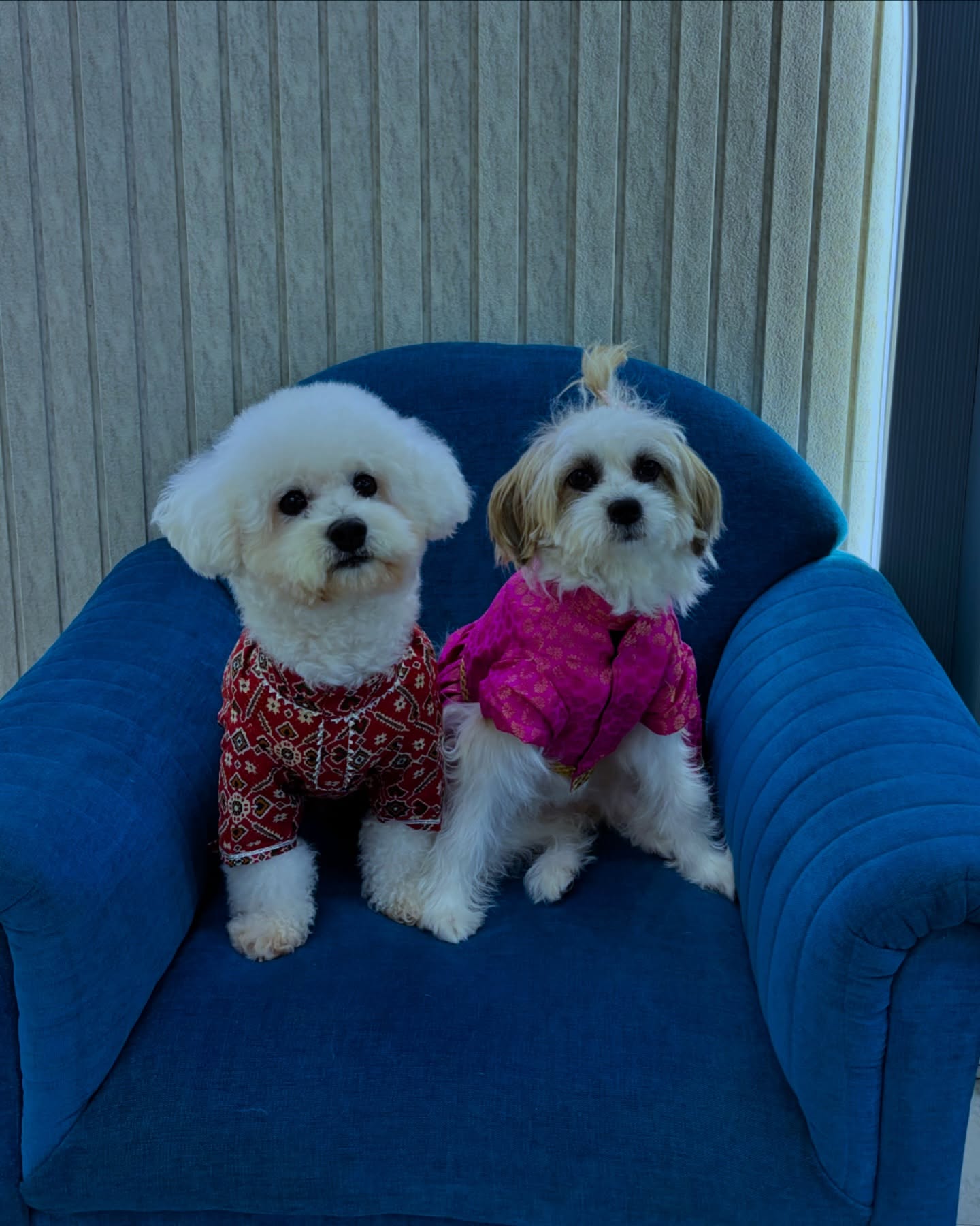 Happy Diwali from Titli, Sammy, Shiva,Barfi and Nandi to all of you❤️✨
#diwalivibes #diwali#petfriendly #petcafe #diwaliwithdogs #picturepawfect