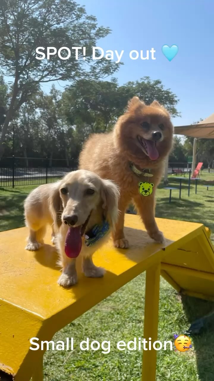 Story Time 🩵
As I’m home hunting in Dubai (Tilal Al Ghaf agents hit me up!), I’ve been stumbling across all these cute community dog parks which are completely empty during the day 🩵
One of our team members came up with the BRILLIANT idea 💡 of taking some of the small pups who are with us for Daycare and Boarding to the parks for a little play — we experimented today and OMG IT WAS THE BEST TIME EVER 🤩
Introducing the SPOT! Park Plays 🩵
Since these are part of the community - we won’t charge for entry, just a small fee for transport there and back to cover our costs (assuming they actually want to leave 😉) and once we are done with the park we’ll leave it super duper clean - just how we found it! The pups have a great day and the park gets good utilization—win win!
Ask the front team for the next weekly SPOT! Park Play Day ✨
Much Love,
RK & Team SPOT! 🩵
#dubaidogs #dogsindubai #dubai #mydubai #dogs #nyc #hellofromspot #boarding #grooming #welovedogs #dogsofdubai #dubaidog #doggieboarding #doggiedaycare #doggieboarding #dogdaycare #dogdays #uaedogs #dxbdogs #everydayawesome #adoptdontshop #pethealth #petnutrition #happypup