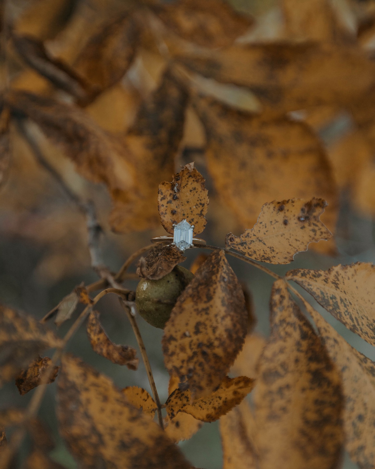 Sweet fall time engagement sessions 🍂🍁🧡💍✨
#fall #engagement #falltime #photoshoot #engagementphotos #love #indianaphotographer #weddingphotographer #engagementphotographer #travelphotographer #illinoisphotographer #ohiophotographer #kentuckyphotographer #michiganphotographer