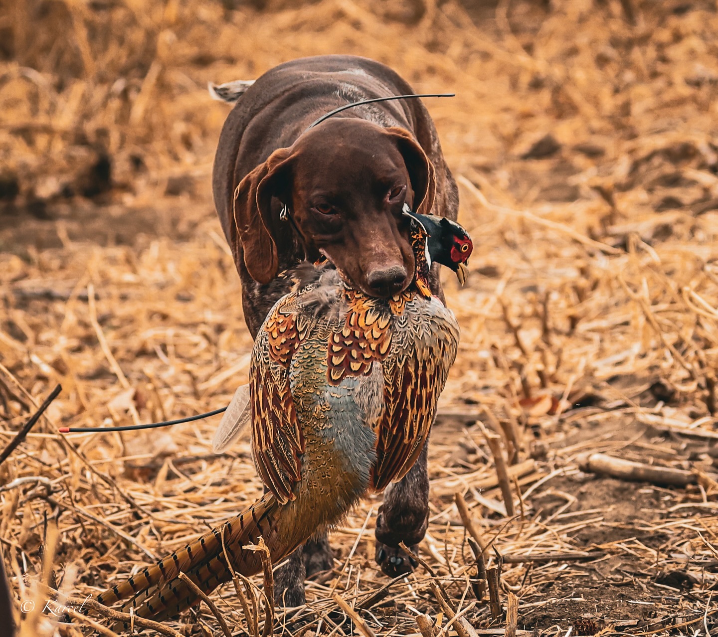The hardest thing I have ever done with a camera is chase around upland bird hunters and their beautiful dogs. Meet Rona a beautiful female German Shorthair Pointer from Northeast Nebraska @birddogoftheday #birddogoftheday #pheasant #upland #uplandbird #uplandbirds #germanshorthairedpointer #hunting #huntingdog #gundog #germanshorthairedpointersofinstagram @pheasants_quailforever_of_ne @pheasant_hunting