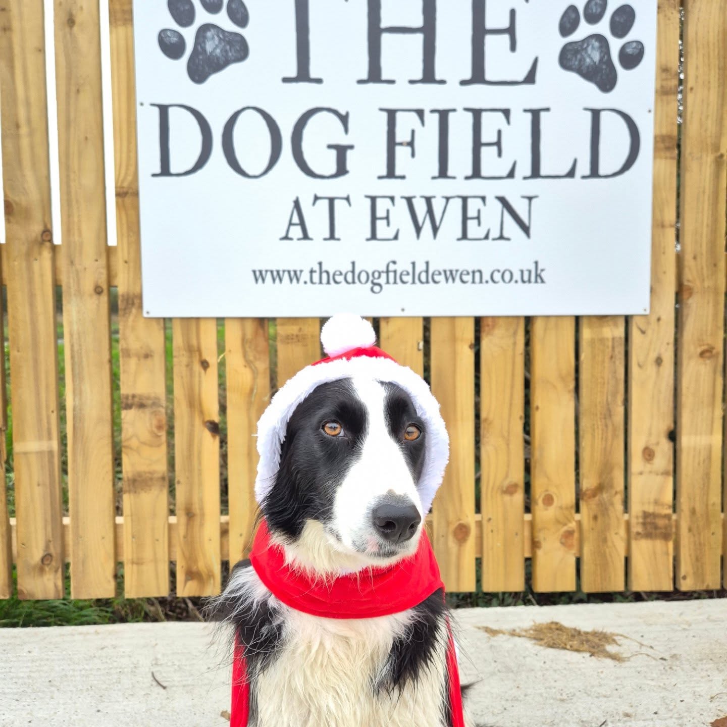 🎄📢 PAWblic Announcement 📢🎄
Ruby would like to remind all doggy mums and dad's that walkies don't stop for Christmas.
The Dog Field will be open all over Christmas and New year's, for those Christmas morning strolls, after dinner leg stretches and New Years resolution walks.
#bestinfieldewen #dogfield #christmas #dogtraining #cirencester