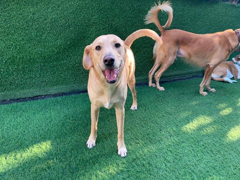 Story Time ✨
Ace 🩵
Ace was a SPOT! regular, along with his sister - let’s call her, Bebe. Ace and Bebe were absolutely wonderful little pups - just the best energy. One day Ace’s parents decided to leave them with us, and to cut a looooong story short - never came back. We never heard from them ever again 😢.
That btw, happened over a year ago! 💔
We tried SO hard to rehome him, but everytime we did, something got in the way - the floods, the summer, mismatch on homes. Over the last year he’s been under our care (and if we are being honest, brought a lot of joy to all the team)
Finally — Ace flies to Amsterdam tonight ✈️ to meet his new parents and what we hope will be a forever home for this wonderful little boy!
Ace has taught us and (me personally) so many lessons about perseverance, and moving forward always, against all odds. He will be in my prayers tonight and I hope he has the most amazing flight and next steps on his journey!
We routinely take on projects - sometimes a customer looses their job and needs support to get back on their feet - without effecting their pups lives, sometimes a pup or a whole litter of pups gets dumped at our doorstep, whatever it is, we will always have space and a place in our hearts and play areas for whatever life throws our way 🩵 As a member of the community, it’s the right thing to do.
With Much Love,
RK and Team SPOT! 🩵
#dubaidogs #dogsindubai #dubai #mydubai #dogs #nyc #hellofromspot #boarding #grooming #welovedogs #dogsofdubai #dubaidog #doggieboarding #doggiedaycare #doggieboarding #dogdaycare #dogdays #uaedogs #dxbdogs #everydayawesome