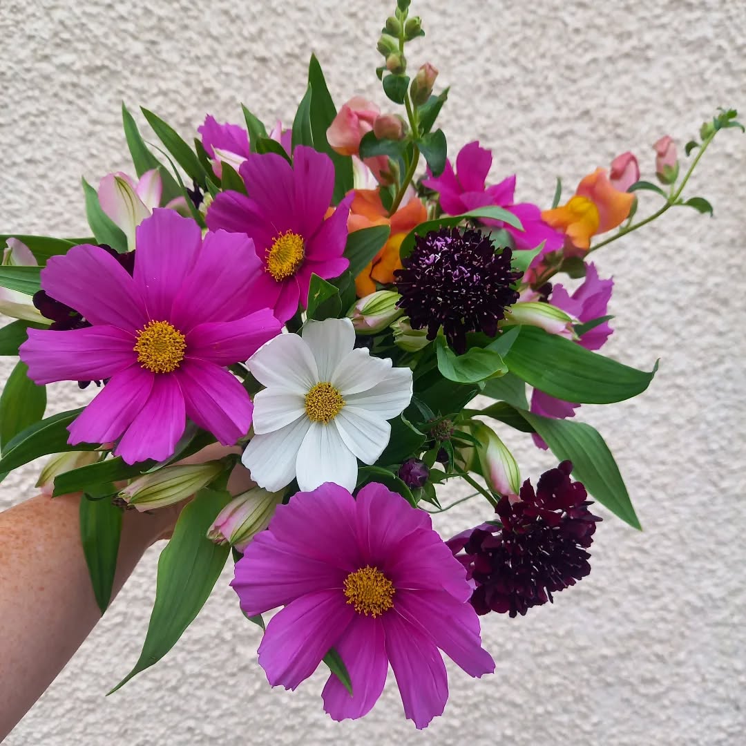 Garden posy 🌿 Still a few blooms around to lift the spirits!
#gardenbouquet
#cosmosflower
#snapdragon
#scabiosa
#Carshalton
#carshaltonbeeches