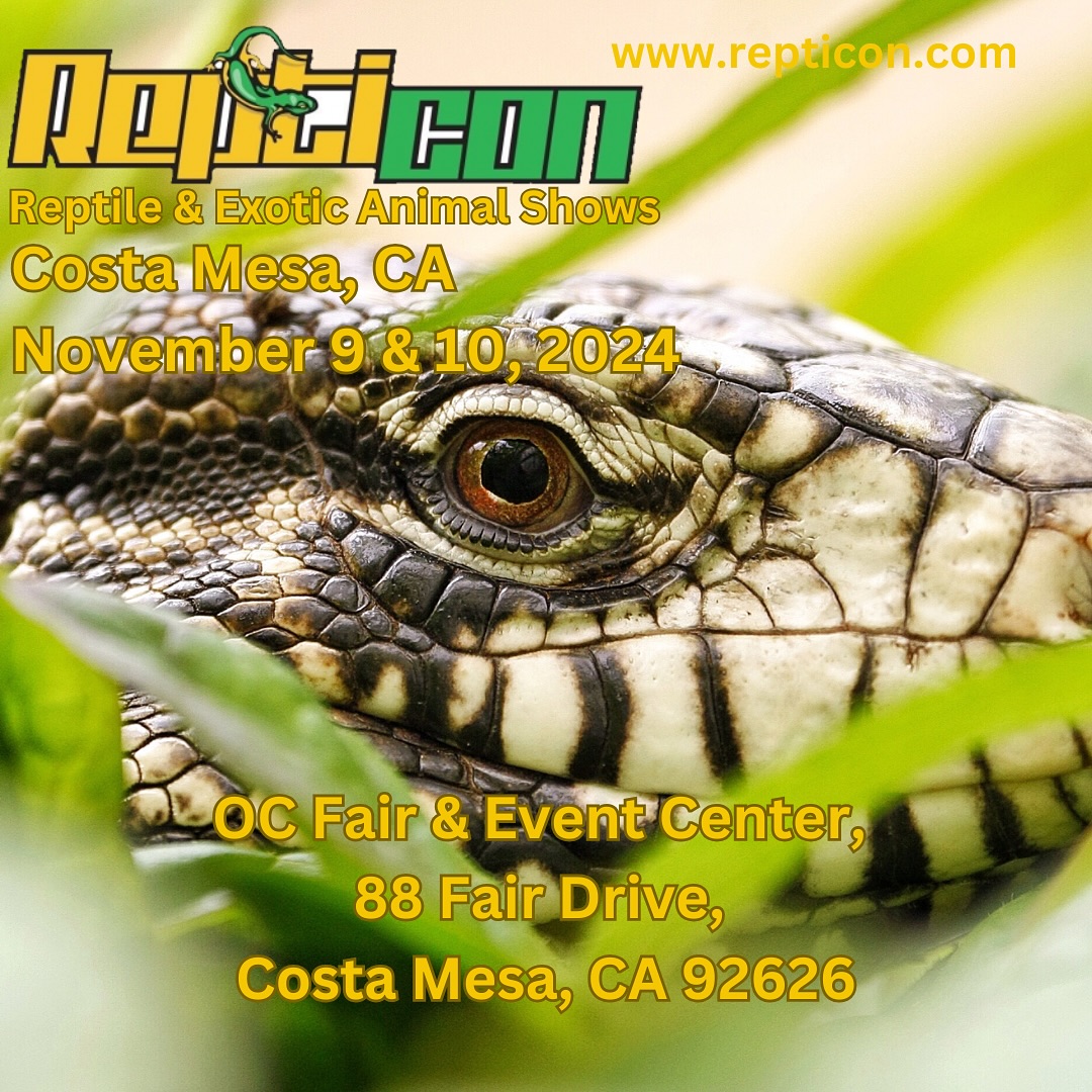 #repticon is happening this weekend. Come by and visit #marvelmorphs and check out #crestedgeckos #gargoylegeckos #leachiegecko and more.