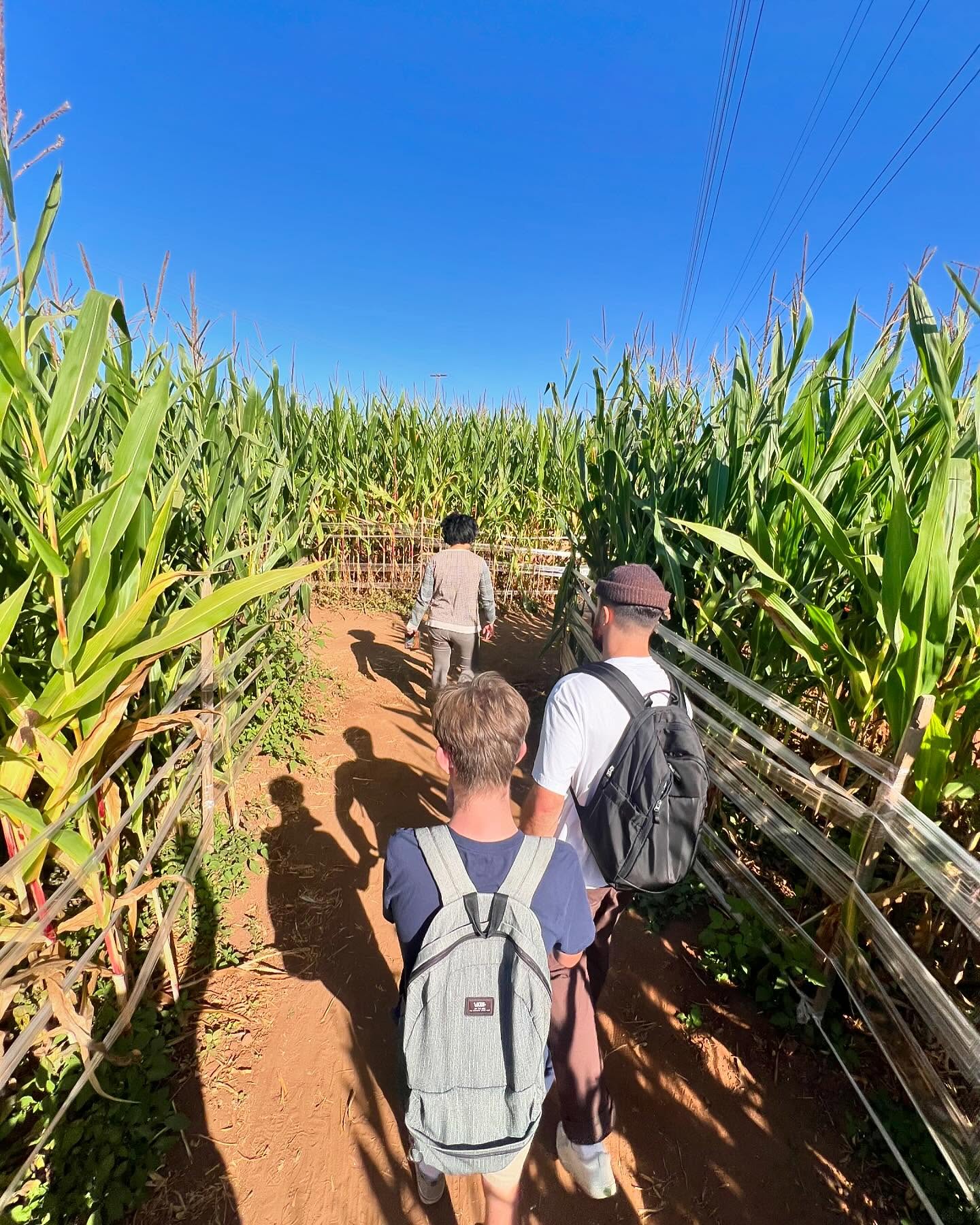 How long do you think it took us to get out of the corn maze… 🌽 👀