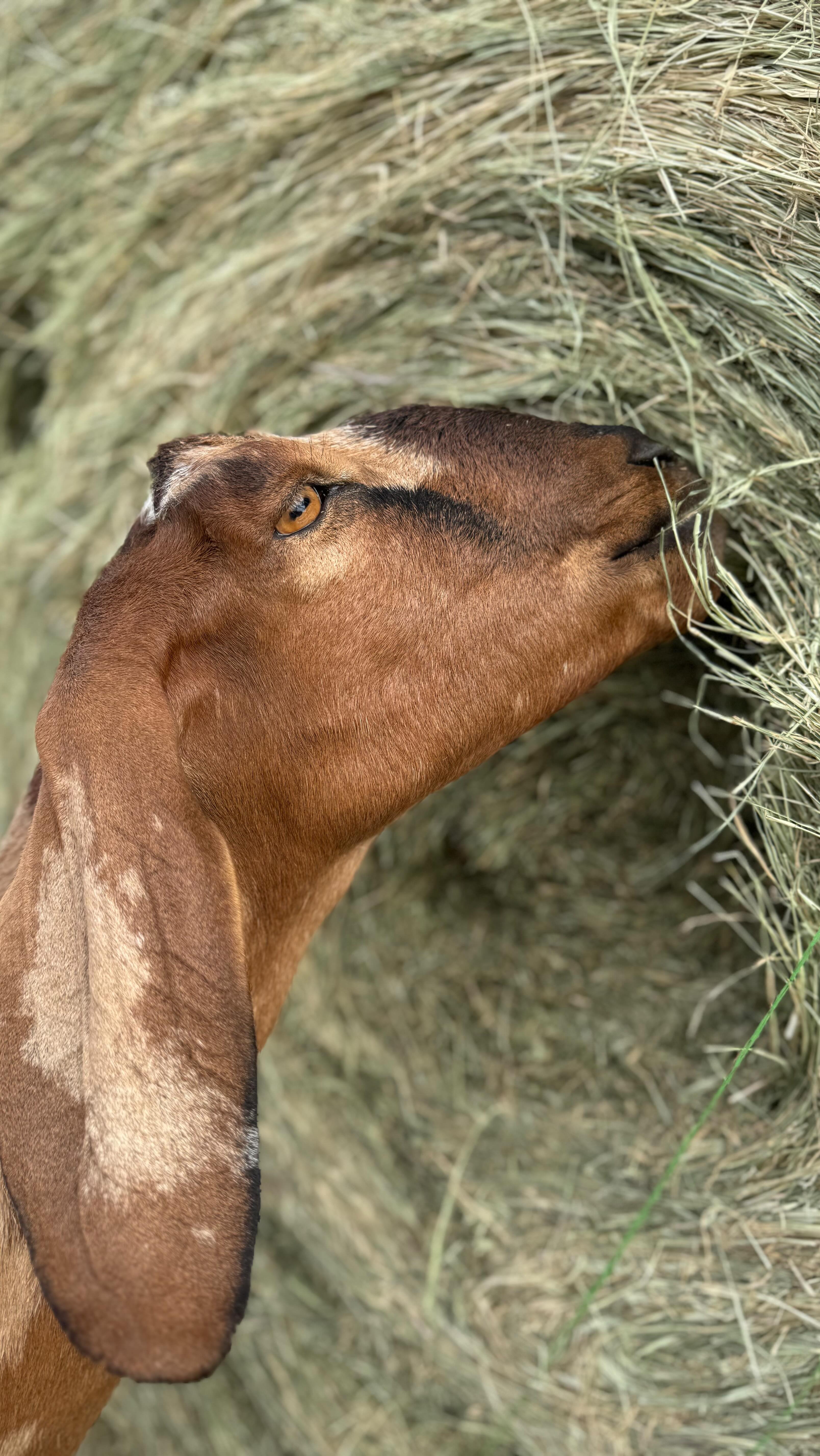 Sweet Ivy the queen of the Hay bale!
#minidairygoats#alpharanch#mininubians#nigeriandwarfgoats#dairygoats#countryliving#dairyherd#dairygoatherd#goatlife#andrewstexas#adga#mdga#mininubian