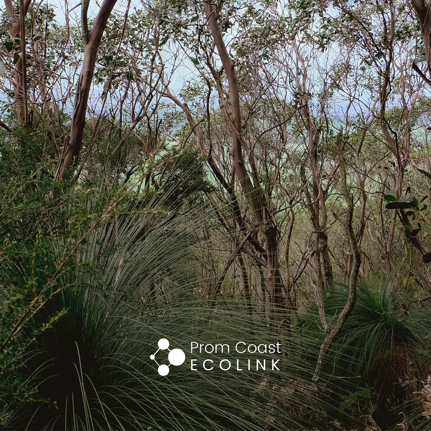 EVENT: Mt Nicoll Biodiversity Walk + Gippsland Threatened Species Action Group AGM
Saturday 23rd November, 2024, Fish Creek
Join us for an informative Biodiversity Walk on the Hoddle Range together with our friends at Gippsland Threatened Species Action Group (GTSAG).
Enjoy the spectacular views on this private property while we walk through and discover more about our local environment. The property includes great remnant fern gullies, an extensive patch of remnant Damp Heathy Woodland, dominated by Bog Gum, and regrowth from earlier logging practices.
A significant stand of threatened Bog Gum (Eucalyptus kitsoniana) is present, together with the rare Ecological Vegetation Class (EVC) ‘Riparian Fern Scrub’ in the gullies.
The owners have been protecting the stands of remnant woodland and forest and extending biolinks across their property for many years. The land is a haven for bird watchers, and the owners are keen to have a list of birds compiled for their property.
All are invited to join in for the GTSAG Annual General Meeting which will take place informally during lunch.
You are welcome to bring along a picnic lunch and join in the discussion - or simply come, sit and enjoy nature!
What to bring: Folding chair, sturdy footwear, sun hat, sunscreen, water and your lunch if you wish to stay. As well as pens, paper, binoculars, camera - or any other tools you prefer to enrich your experience in nature!
Access: Easy walking on gravel tracks contoured to the hill slope. Car pooling is encouraged due to limited parking on site.
RSVP - link in bio. Registration closes: November 16
See you there 🌱