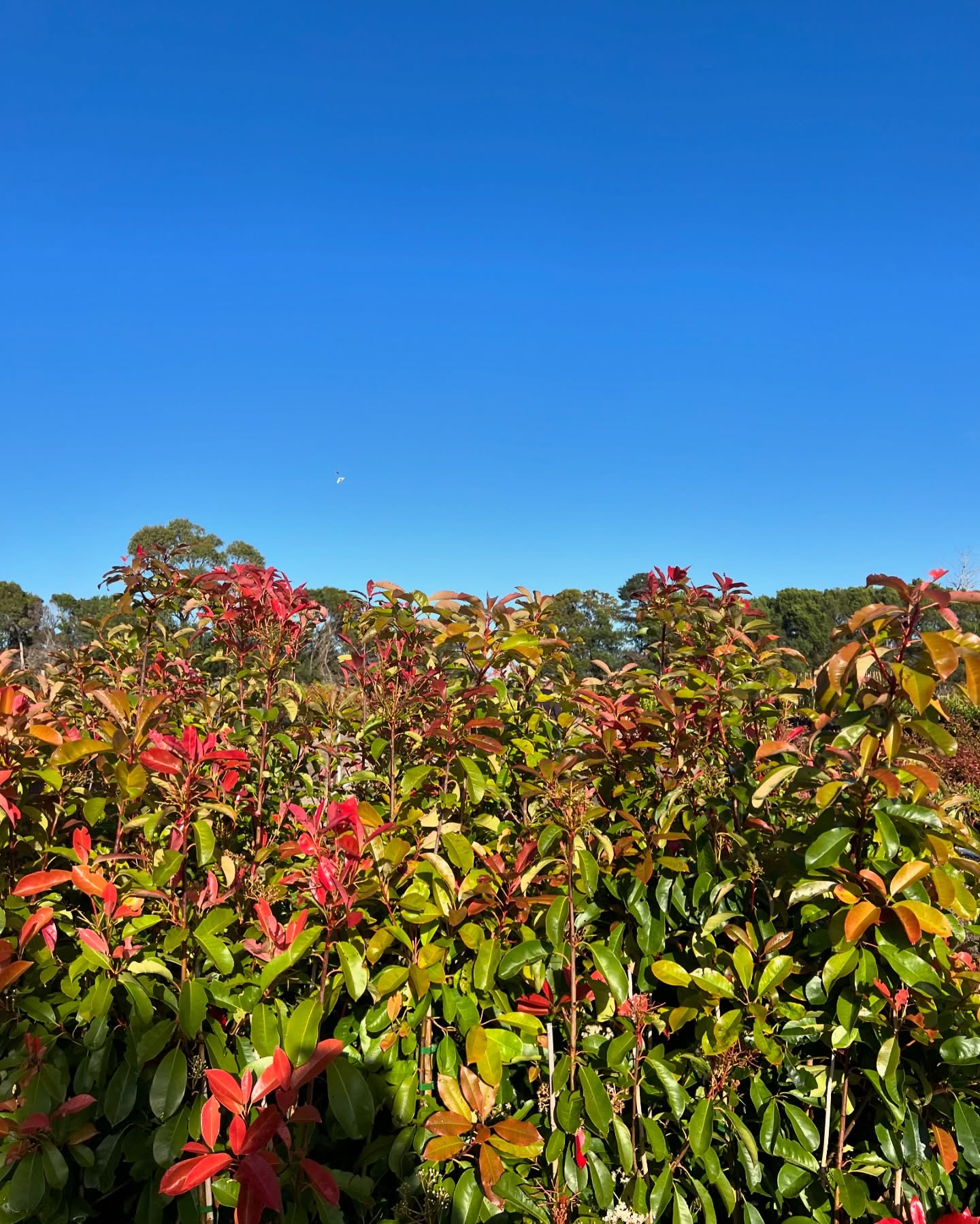 Absolutely beautiful spring morning here at Bundameer 🤩☀️🌱 everything is looking so lush!
.
.
.
.
.
#LandscapePlants #WholesalePlants #AustralianLandscaping #PlantWholesale #GardenSupplies