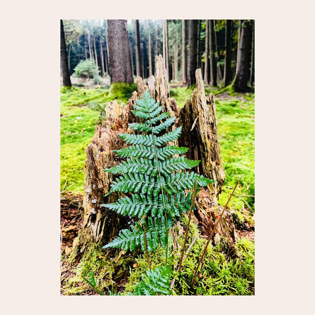 Hallo zusammen,
🌿Neue Woche, neuer Impuls🌿
„Uns selbst erlösen“
Wie oft warten wir darauf, dass jemand uns erlöst.
Dass jemand kommt und uns erlöst, von der Angst, der Einsamkeit und der Leere.
Das jemand kommt und sieht, wie groß der Schmerz in unseren Herzen ist.
Doch die Wahrheit ist.
Derjenige kommt nicht.
Es wird niemanden geben, der all die Löcher sehen, erkennen füllen und uns heilen kann.
Das Gute ist.
Derjenige, der uns sehen kann, was war, ist schon längst da.
Er wacht neben uns auf, geht mit uns zu Bett.
Er tut jeden Atemzug mit uns gemeinsam.
Es sind nur wir Selbst,
die sich selbst befreien können. ❤️
Es sind nur wir Selbst,
die neue Wege bahnen. ❤️
Bleibt euch selbst Treu, eure Katharina.
#wald #waldbaden #yoga #yogainspiration #yogagirl #inspiration #positivevibes #bleibtpositiv #dankbar #dankbarsein #selbstheilung