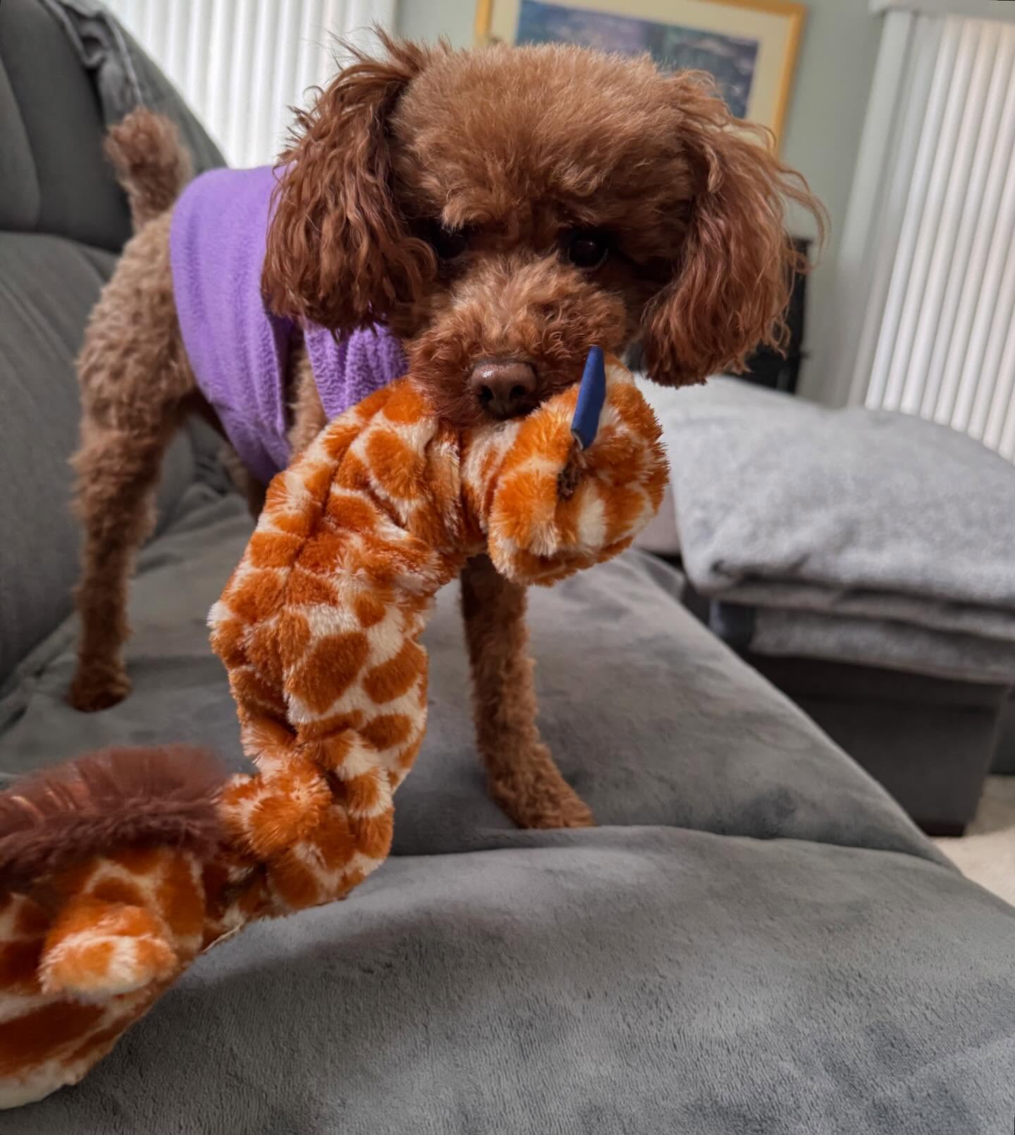 โWill you throw my toy for me pleeaassseee? โ - Bella, the small but mighty! Keep an eye out for more of All Creatures Pet Care on your feed. We are back, fur-baby! ๐
#delaware #delawarepets #dogsofdelaware #wilmington #toypoodle #Bella