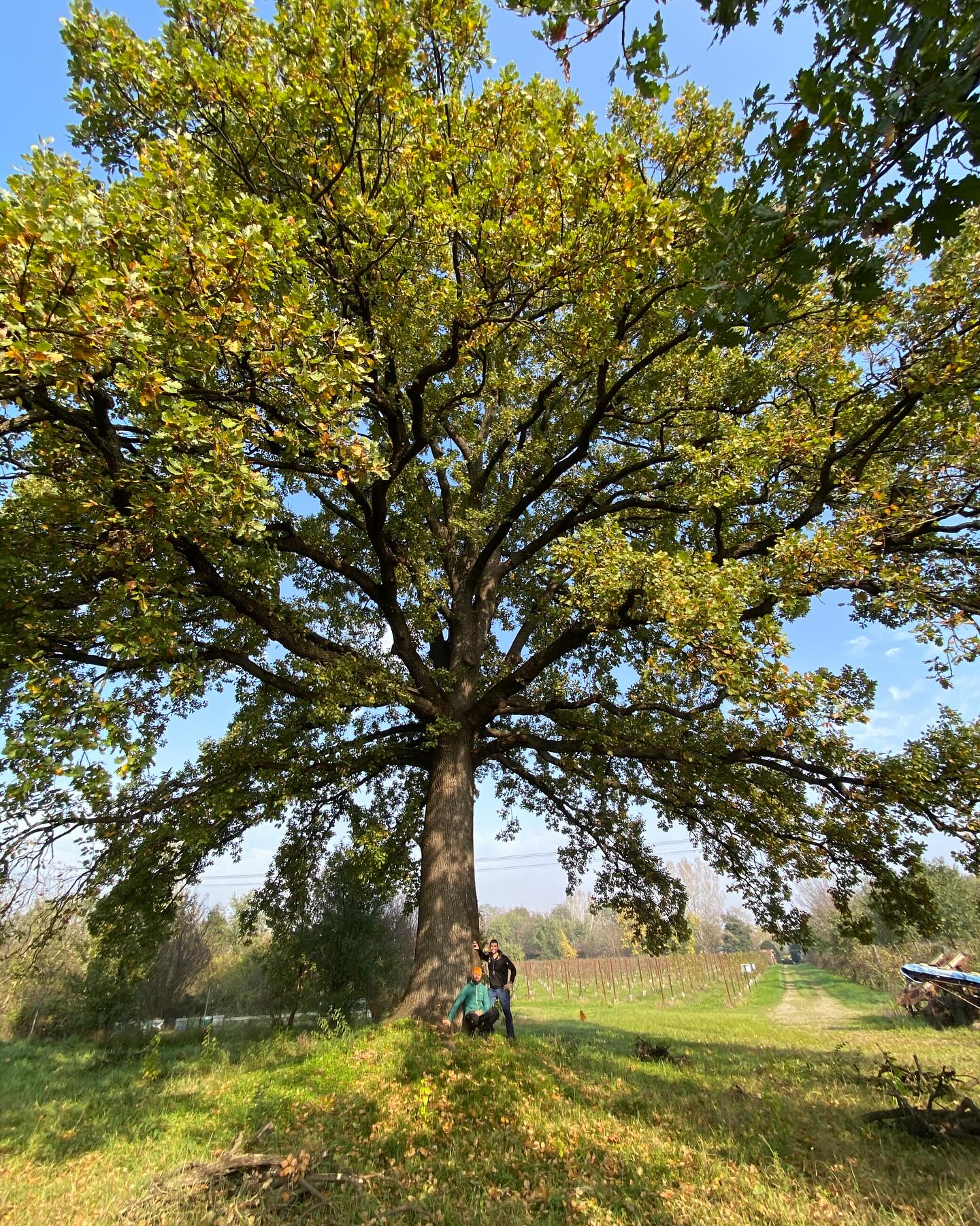 Oggi, grande giornata tra #modena e #reggioemilia in visita a pazienti molto speciali, tra cui, tre #alberimonumentali d’Italia e tutelati dalla Regione #emiliaromagna! CHE SPETTACOLO 🤩💚🌳
GRANDI NOVITÀ IN ARRIVO!!! Stay tuner😉😎
Grazie @a.fontani e @albertouguzzoni per il supporto e l’opportunità.
@_fabio_mori_ @formazione3t
#alberimonumentaliitaliani #arborist #ett #vta #europeantreetechnician #agronomist #agronomo #arboricoltore #alberimonumentaliemiliaromagna