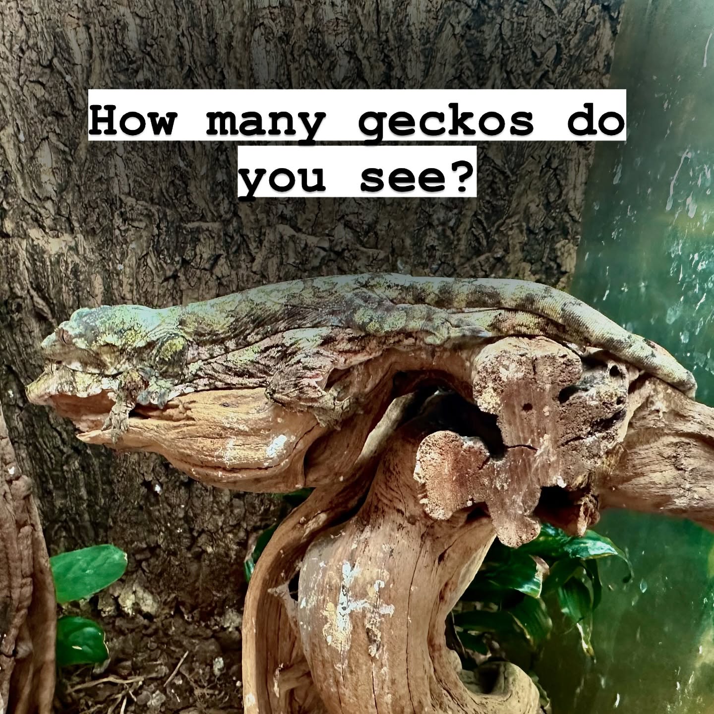 #camoflague #bffs #friendsforlife #chahouagecko