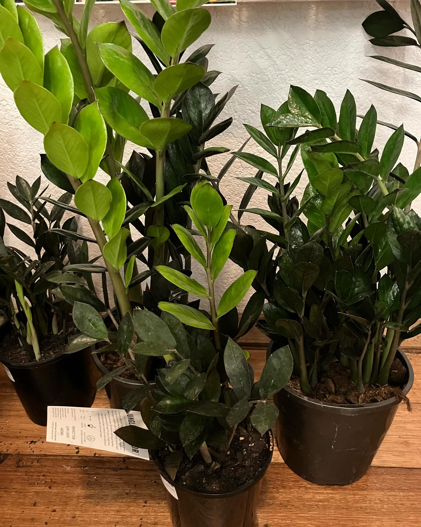 If you’re looking for plants that can survive in low light we’ve got you covered
There are a number of options for areas in house that are on the darker side
Most plants have a card attached that describes their needs.
Look for ‘low light’ in the symbols or in the description
#lowlightplants #spiderplant #aglaonema #snakeplant #sansevieria #devilsivy #heartleafedphilodendron #peacelily #zanzibar #zzplant