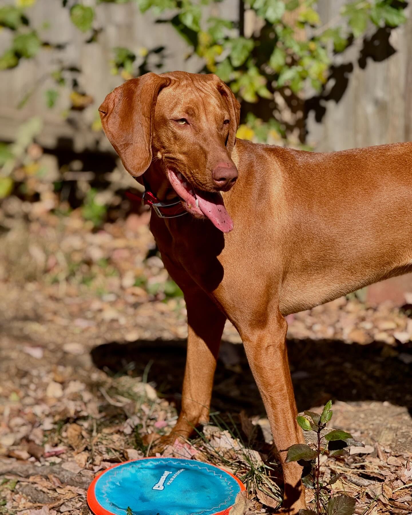 Check out this beautiful girl, Coco that joined us for a day of daycare before her sleepover next week! She is an almost 1 year old Vizsla who loves to play chase and run around with a toy in her mouth. She fits right in and is a real sweetheart!
#dogboarding #doggydaycare #dedogs #deldogs #vizsla #chase #happydogs #delaware #hockessindelaware #dogsofdelaware #newcastlecounty #petsitting