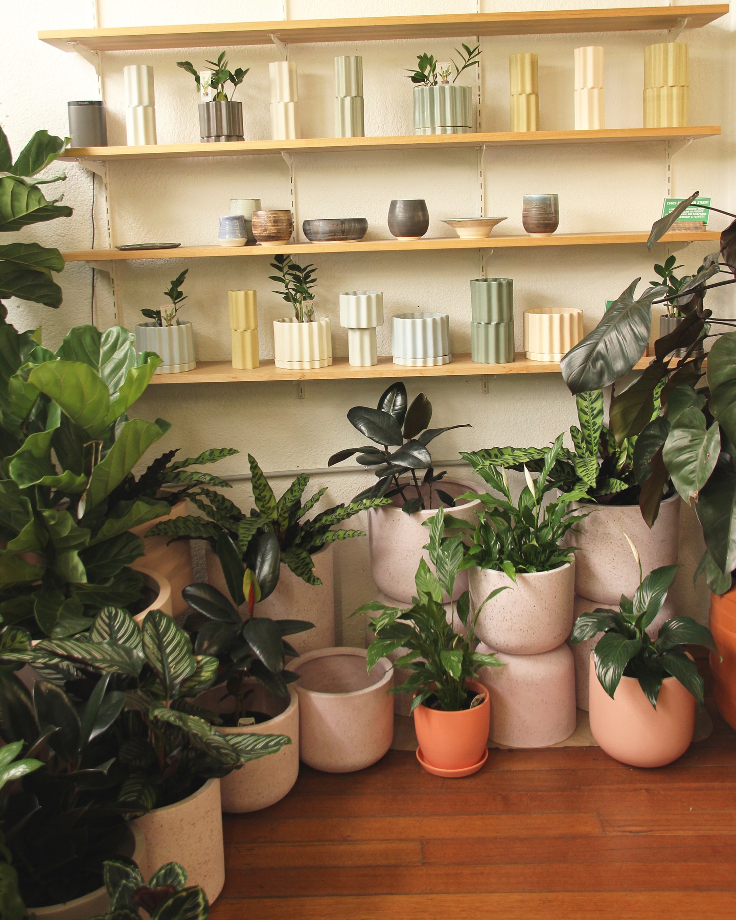 Some lovely things to discover in the nursery this week 🍭👀 We’re here for you all weekend 😇
#lygonstreet #nursery #brunswick #shoplocal #plants