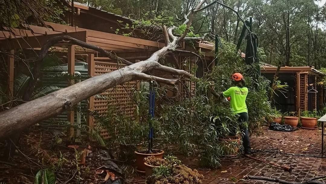 β Weβre definitely in the midst of storm season!! β Ensuring that your trees are well prepared for the storm season is crucial to minimising damage and safeguarding both property and people. We can evaluate your trees and provide a quote for any work needed to get your property safe. βοΈ 0490 355 360