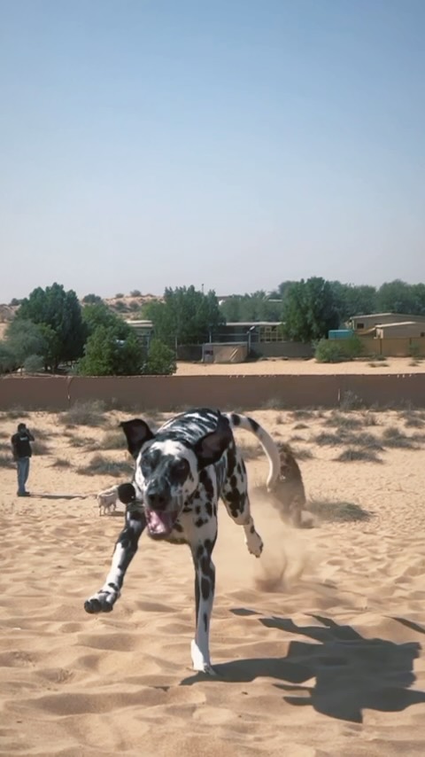 Who had the best day? 🩵
#dubaidogs #dogsindubai #dubai #mydubai #dogs #nyc #hellofromspot #boarding #grooming #welovedogs #dogsofdubai #dubaidog #doggieboarding #doggiedaycare #doggieboarding #dogdaycare #dogdays #uaedogs #dxbdogs #everydayawesome #adoptdontshop #pethealth #petnutrition #happypup