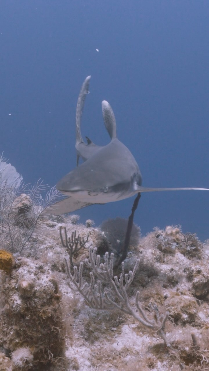 Nothing more satisfying than encountering a pelagic predator at the drop off !!! Where the land meets the inky blue depths of the ocean is one of my favorite places to shoot! This beautiful, inquisitive Oceanicwhitetip acts almost confused with the reef, this alien like landscape is rarely encountered by this ocean wanderer! @sharkeducation @rocktheocean @biminiscubacenter @gates.underwater @reddigitalcinema #gatesunderwater #shark #oceanicwhitetip #predator #dropoff #underwatercameraman #wanderlust #scuba #scubapro #fourthelement #bucketlist #nature #sharks
