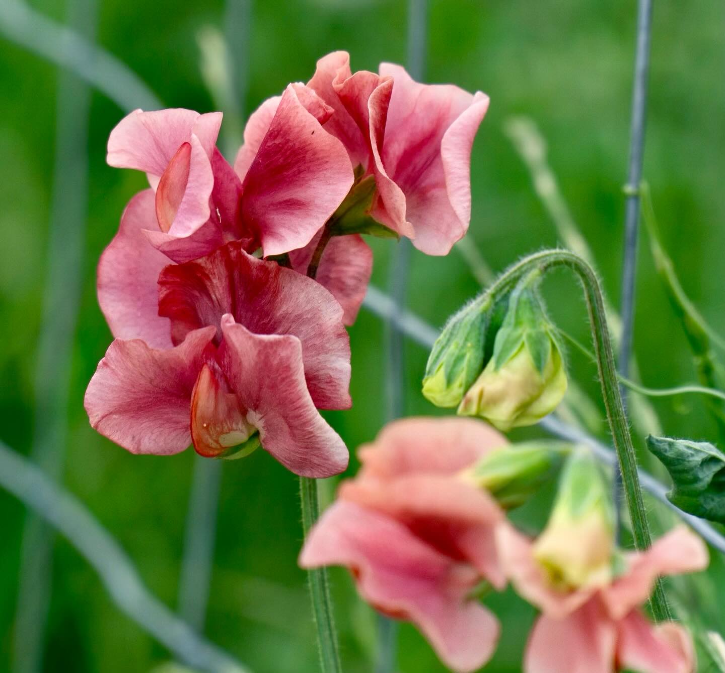 I must grow flowers ❤️❤️❤️
#sweetpeas #imusthaveflowersalwaysandalways
#livingmydreamjob
