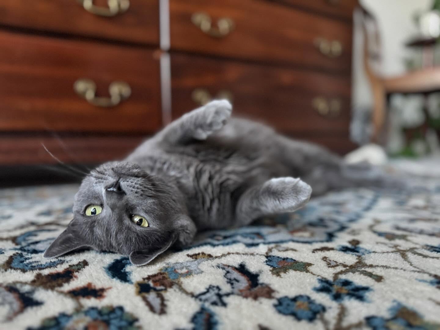 How cute is this little love bug, Luna? She can never get enough pets, and we are always so happy to oblige!
#luna #cats #catsofinstagram #avondale #petsitting #delawarepetcare