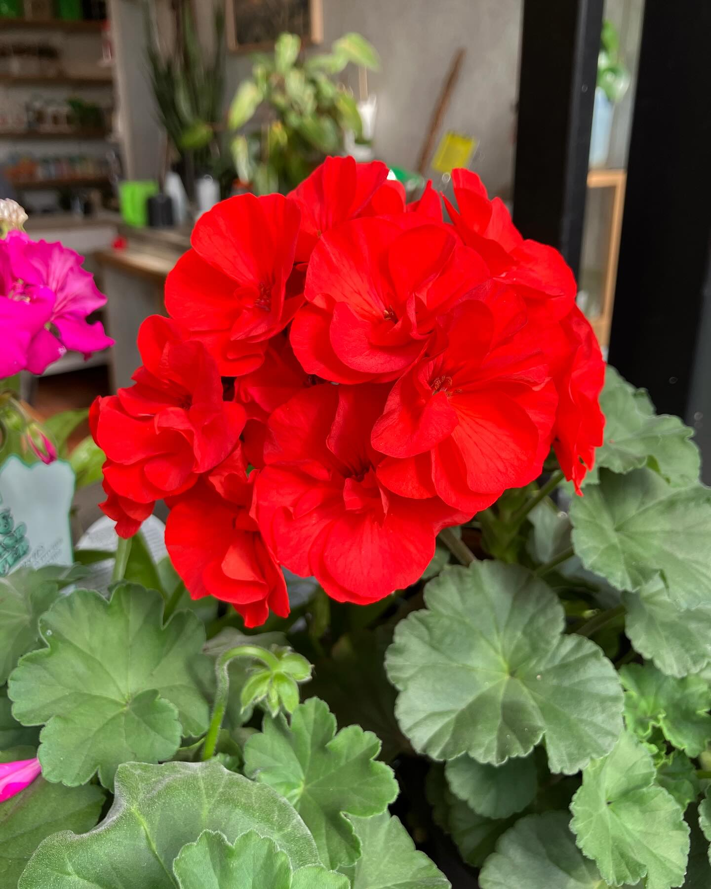 Shagadelic baby! ❤️♥️💙💜💛💚🧡
Spring is the perfect time to add some eye popping colour to your garden!
These flowers demand to be noticed. #geraniums #kalànchoe #celosia #petunias #fuchsia