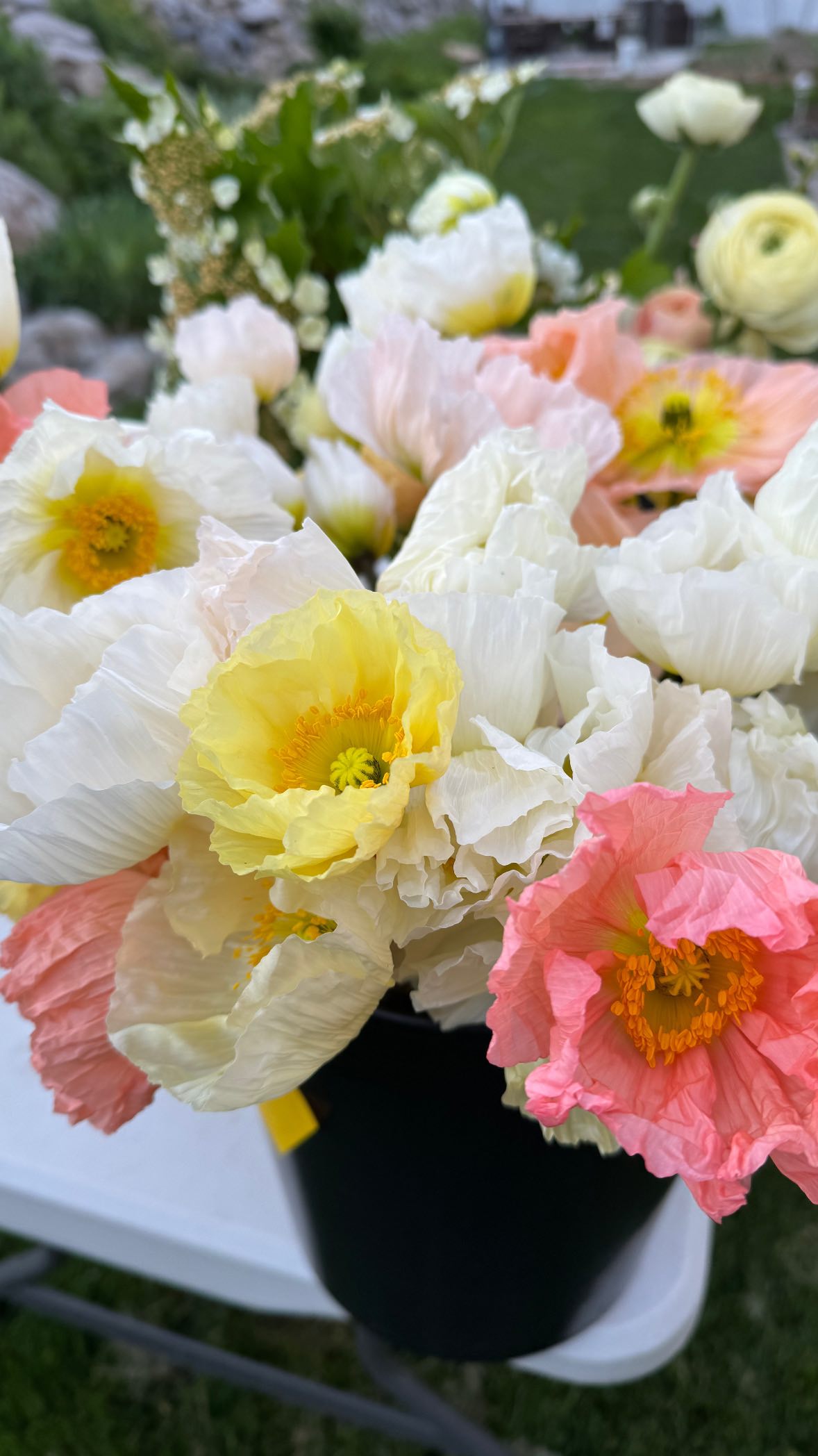 Have you checked out our flower catalog for 2025 yet!?!
I think you’ll find it so useful as you work on proposals through the winter. Our local flowers will be sure to take your designs to the next level.
If you’re a bride looking to have our flowers as part of your wedding, I’ve got a long list of fabulous florists that love to use my flowers in their designs, and I’m happy to pass those along to you!
#utahweddingflowers #utahweddingflorist #utahweddingplanning #utahweddings