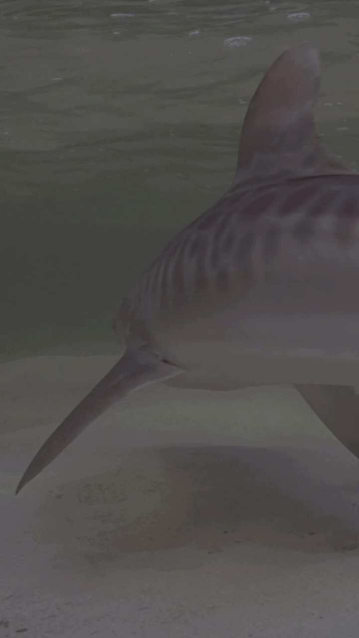 Baby shark vs Baby Shark !!! Who do you think would win ??? It’s probably a good job that young Lemon sharks can escape into the tangle of mangrove roots ! Lemons are incredibly flexible they can bite their own tails like a lemon shark donut !!! Tigers are way less flexible and have much larger turning circles especially when they get older !!! The evolutionary flexibility of the Lemons is probably one of the reasons that they can out maneuver this Tiger to refuge in the mangroves.