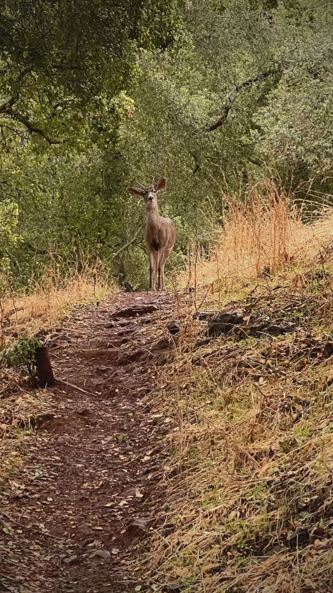 🕊️There’s no peace like the peace I find with the 🦌deer people…🌧️letting the waters flow with the rain, feeling the strength of the 🌳 tree people and embracing the shift from ☀️ sun to 🌥️ clouds and back again…
#treepeople #nature #natureheals #meditate