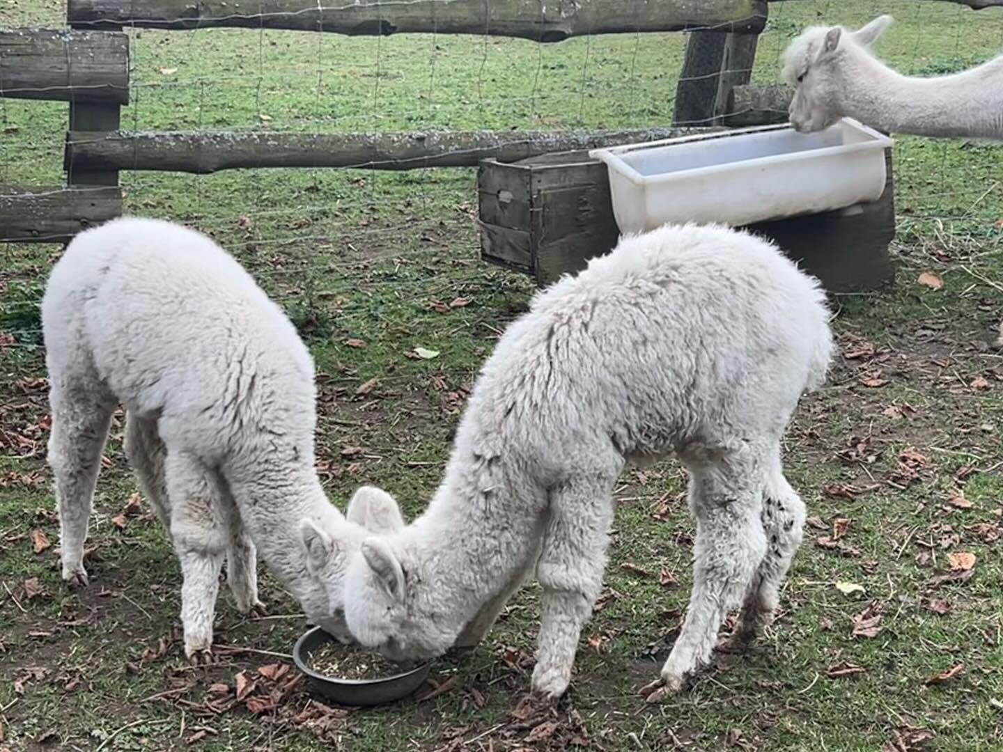 Les crias sont gourmands cette année : tout juste 3 mois pour Oxygen et One boy qui se régalent déjà avec les compléments des femelles !