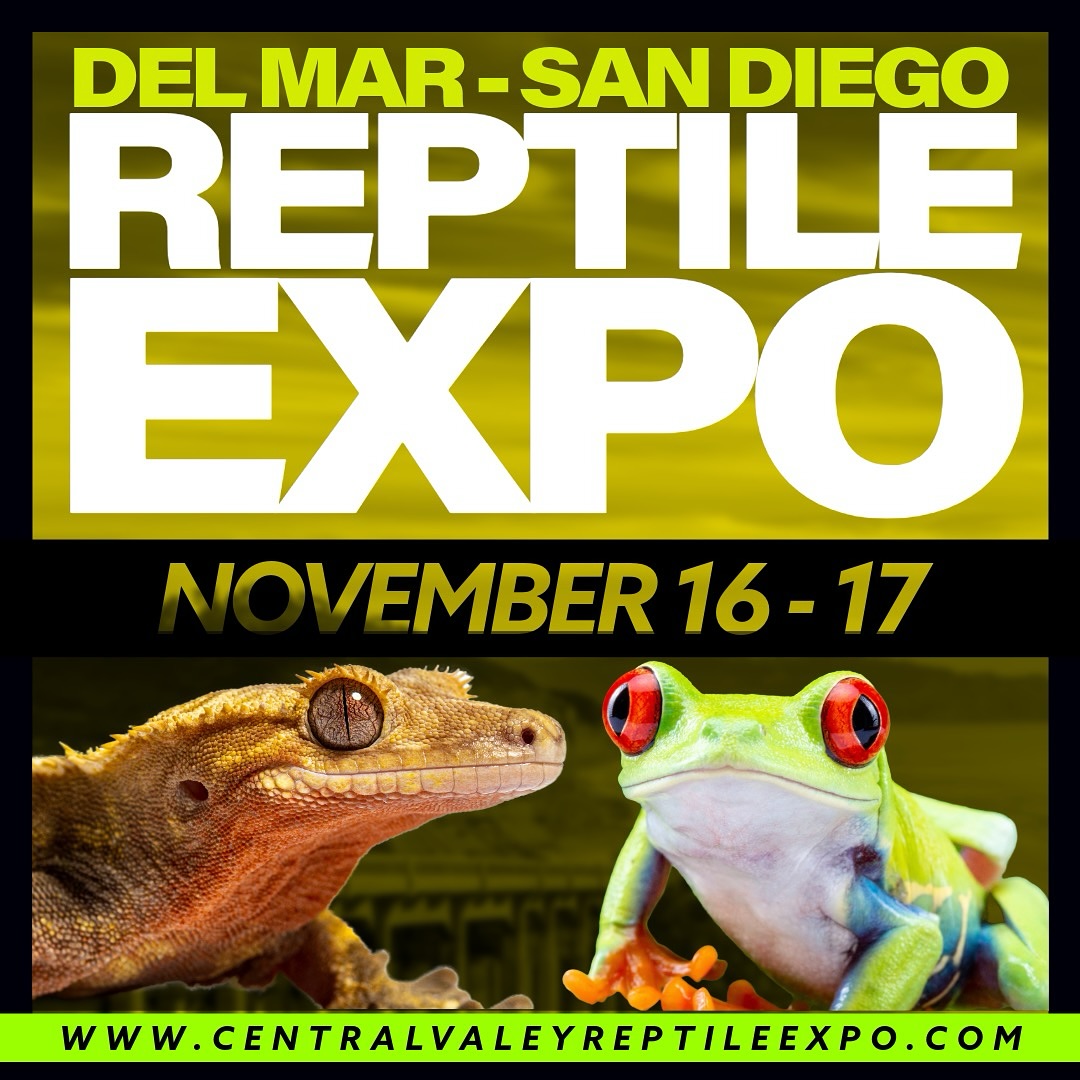 It’s showtime again. In Del Mar. Come and say hi in SD! It’s been a minute since we’ve had a #reptileshow out here. Come by #marvelmorphs and check out all the #crestedgeckos #gargoylegeckos #chahouagecko and #leachieanusgeckos. #cantwait