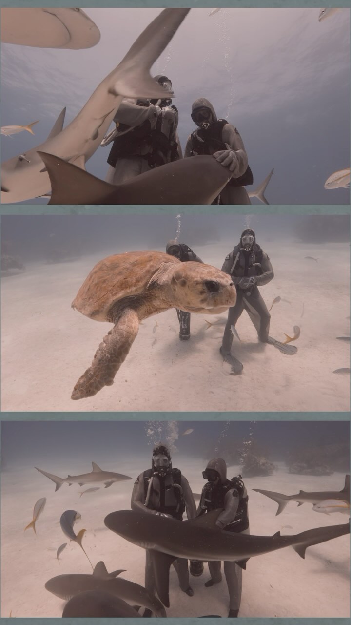 Reflecting on this beautiful moment when we were visited by this old salty sea turtle whilst filming with Boris Sanchez for The Whole Story CNN at shark Junction with the incredibly talented Cristina Zenato and Kewin Lorenzen. By sharing the same reef the turtle appears to represent a level of intelligence that allows the turtle to recognize there is no threat from the resident Caribbean reef sharks. Surprising when one of a sea turtles biggest predators is another species of shark - The Tiger Shark! It is amazing that sea turtles know the difference but sadly many humans would struggle under pressure to ID shark species correctly and automatically paint them in a negative light. @borissancheztv @natangley @cristinazenato @neptunic_com @kewinlorenzen @reddigitalcinema @gates.underwater @cnntravel @cnn #red #reefsharks #turtle #loggerhead #seaturtle #zenato #grandbahama #neptunic #cnn #thewholestory #borissanchez #filmedonred #gates #gatesunderwater #coexist #coexistence #scuba #scubadiving #traveltheworld