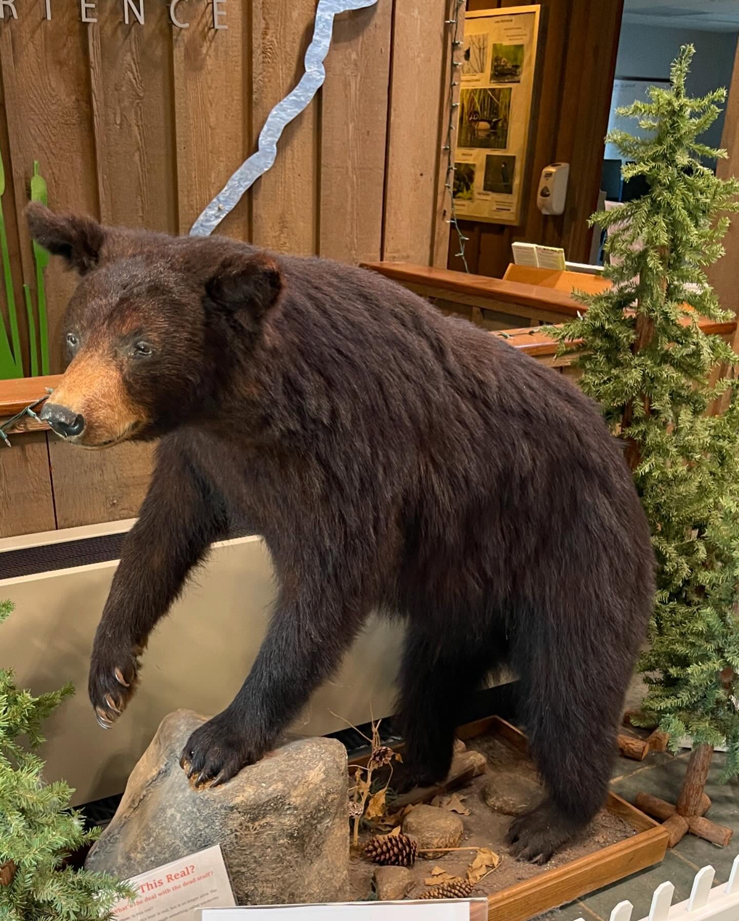 Don’t be afraid! This bear is the greeter at the front door of the Environmental Education Center in Basking Ridge, NJ. This is the location of the NEFG’s exhibit, Ribbon of Highway.
The exhibit is a manifestation of a challenge the guild members did as they created felted works of art inspired by the variety of landscapes in our natural world. Each piece of artwork contains a strip of grey fabric going from edge to edge. When hung together, the grey strip connects all of the pieces together.
Go check out the show! It is up until November 23rd.
#northeastfeltmakersguild
#nefg
#woolart
#handmadeart
#woolexhibit
#wetfelting
#highwayart