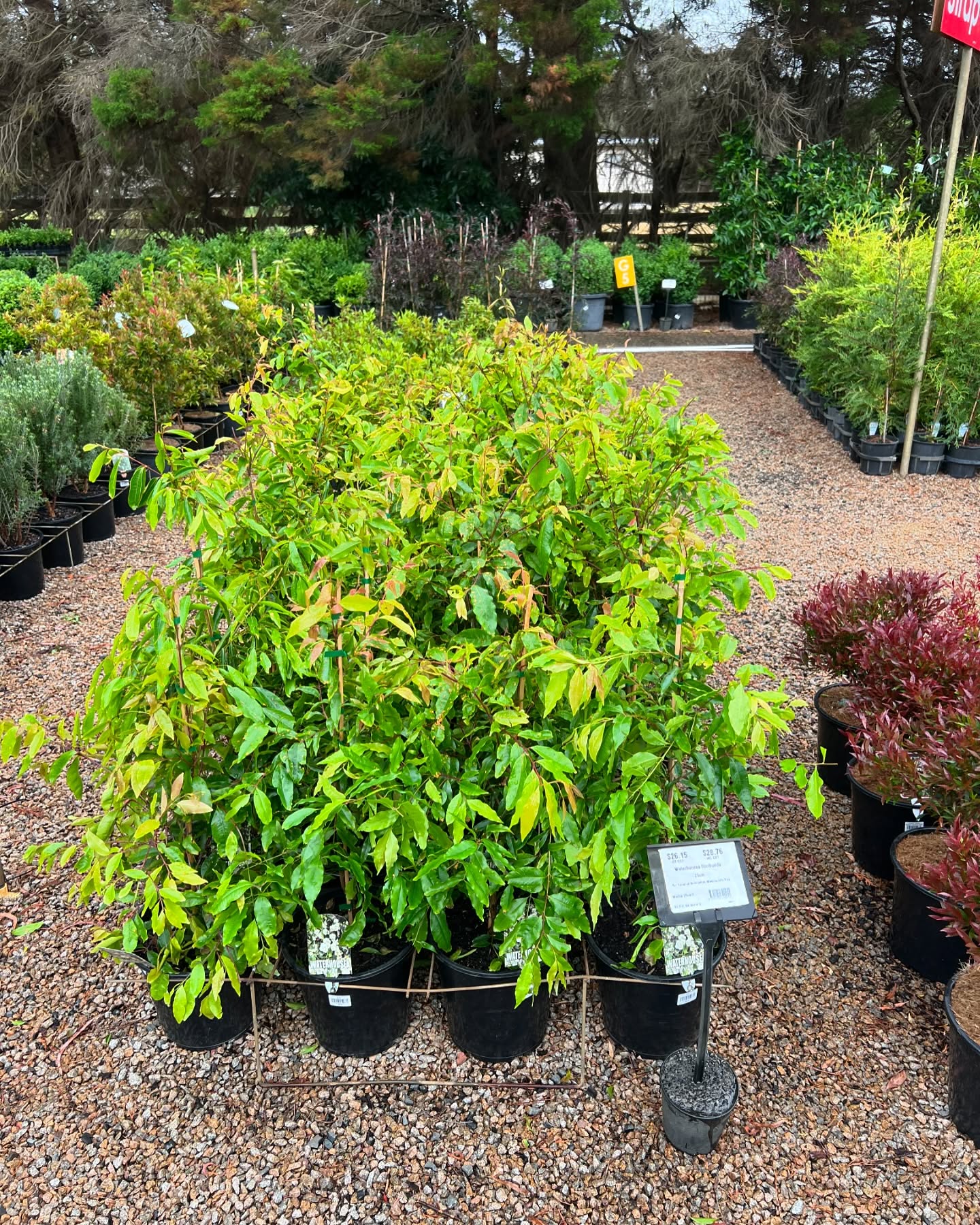 Talk about an EPIC RESTOCK!! We’ve sent a huge load of beautiful varieties down to our trade site at Plantmark Langwarrin. We’ve got something perfect for your next landscaping project!! Get in quick - everything is looking so lush 👌🏻🍃✨💚
.
.
.
.
#landscapingaustralia #australiannurseries #plantmark #wholesalenurseryaustralia #landscapingdesign #morningtonpeninsulalandscaping