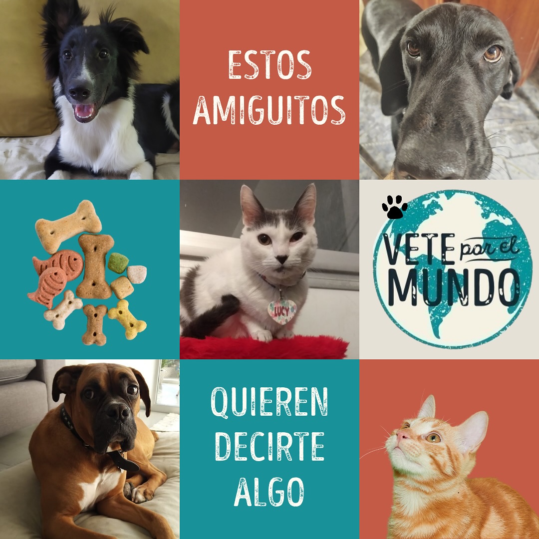 🐾 Nuestros clientes ya forman parte de esta comunidad de mascotas viajeras... ¿Vos también te sumás? 🌍
En cada viaje, me eligen para hacer de cada aventura algo seguro y tranquilo, porque saben que estoy acá para ayudar a sus compañeros peludos.
Deslizá y descubrí el mensajito 🥰
✨ Te espero en www.veterinarioporelmundo.com 🐶✈️🐱
#veteporelmundo #vererinarioporelmundo #perrosqueviajan #viajarconmascotas #veterinarioonlime #hispanoablantes #viajesconmascotas