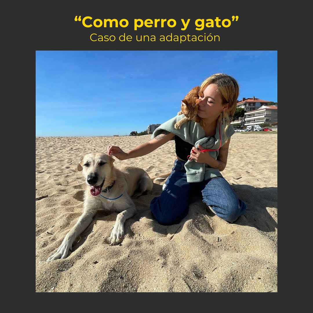 Hoy os traemos el caso de Shenzi y Nala, una adaptación de perro y gato para mejorar la convivencia entre ambas. 🐶🐱
Felicitar a Rocio y Jordi por el currazo que se han pegado día a día.💛
~
#adiestramientocanino #educacioncanina #etologiacanina #etologiafelina #dogtraining #perroygato