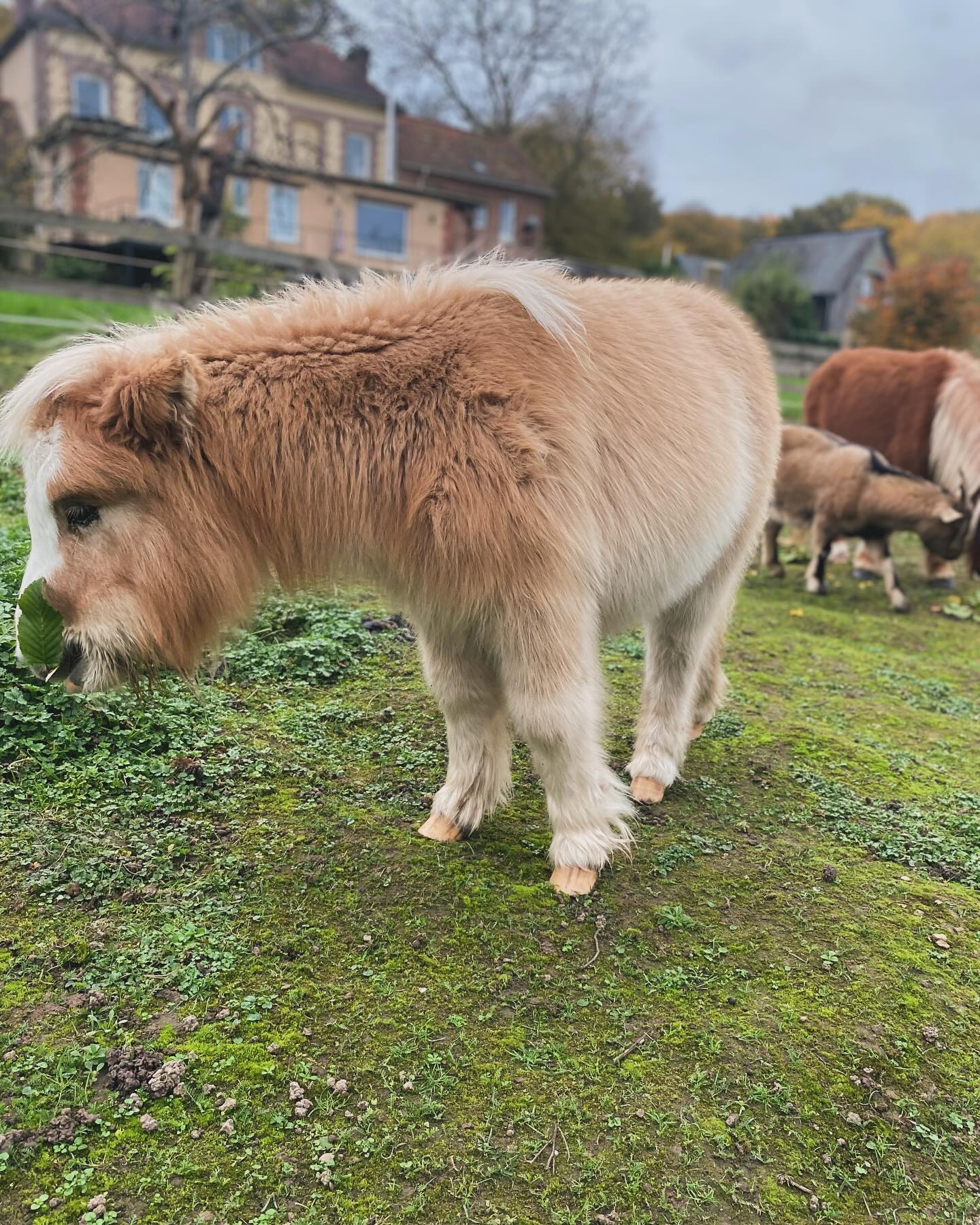 Valnaye et son premier pelage d’hiver 🧸
#normandie #poney #shetland #maisondhotes #naturelover #animauxlover #foretroumare #bedandbreakfast #instamoment #winteriscoming #harasduloupcanteleu