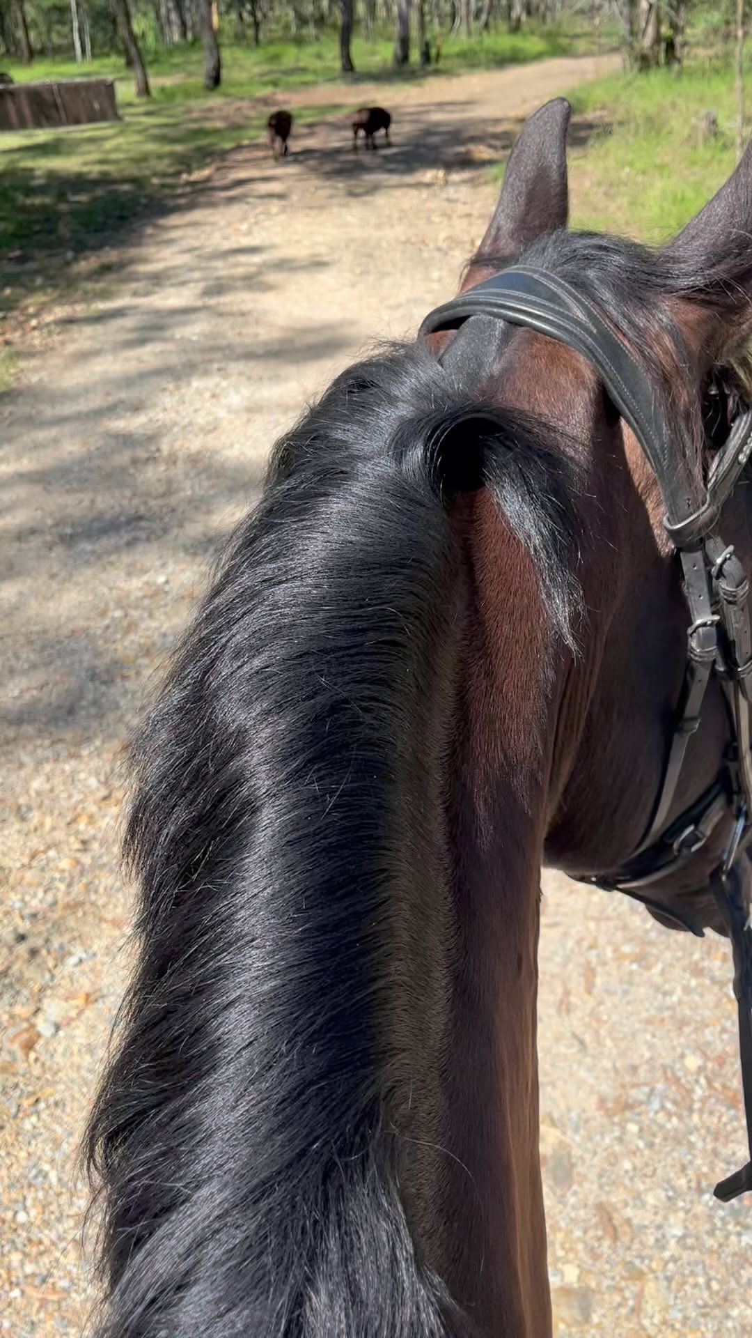 Back on the ponies after having my shoulder seen to. So good to be out of pain and off light duties🤩