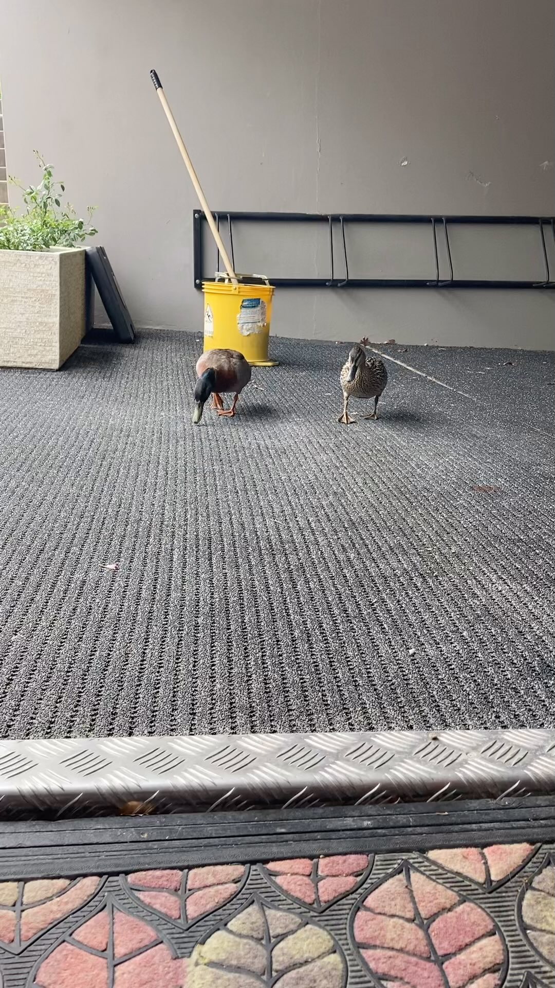 When the wildlife want to check in.
#arrowtownmotelapartments #arrowtownnz #weekendgetaway #wildlife #lovenz