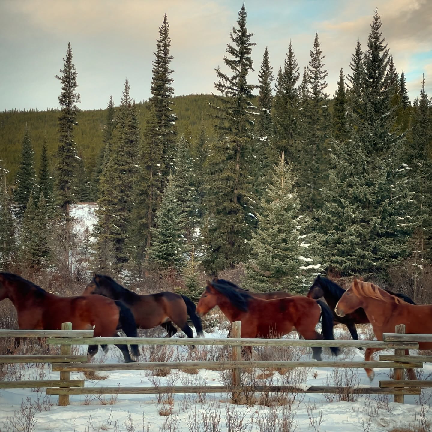 LOCATION CHANGE THIS SUNDAY, NOV 17!
Because of the Artisan market we will be reolocated at the Bragg Creek Snowbirds Seniors Fellowship
19 Balsam Ave, Bragg Creek
Tea & coffee available before 10am service.
No Sunday School or livestream this week!